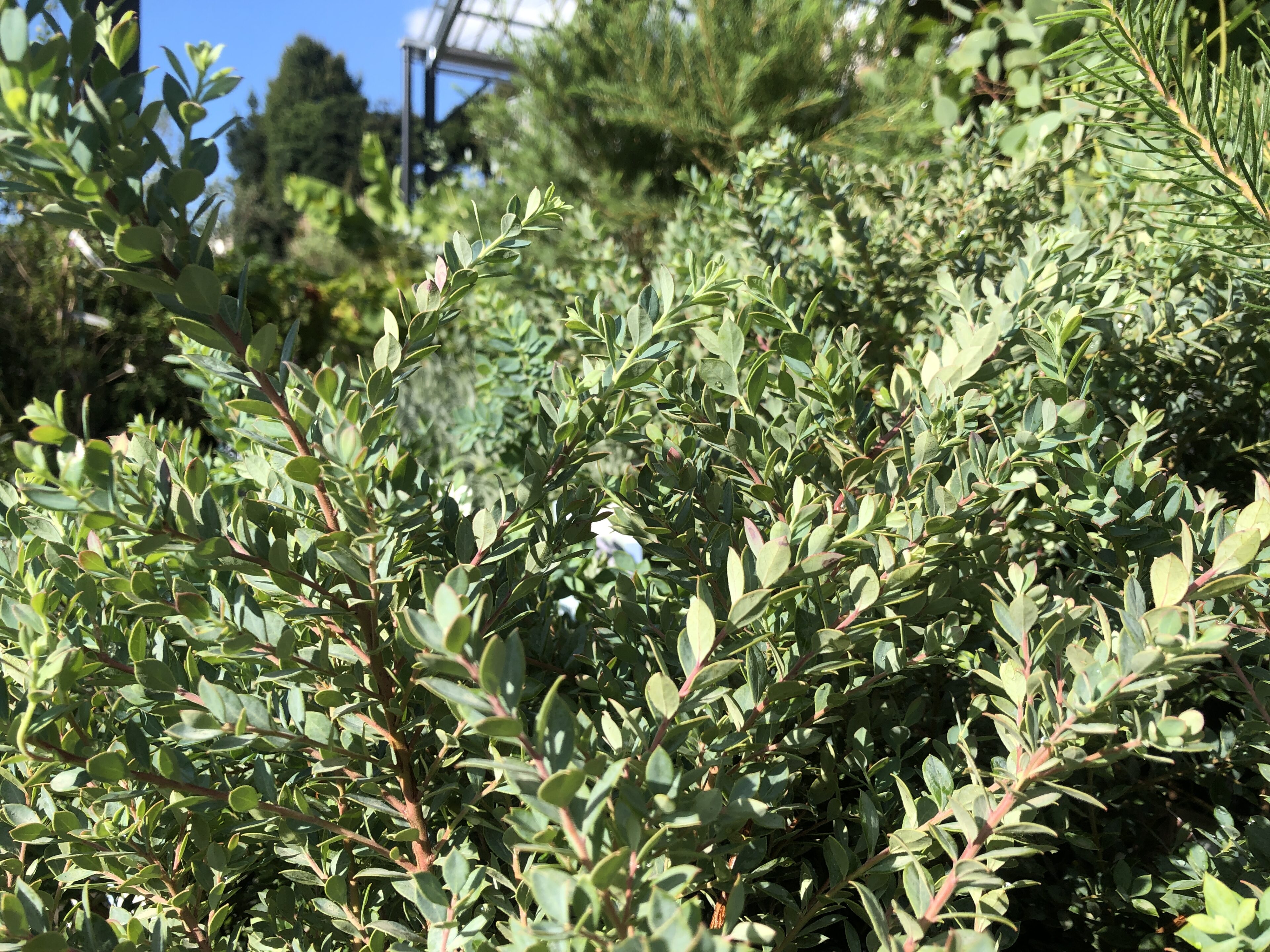 🔷お庭に合う【寒色】の植木をご紹介🔷 | オザキフラワーパーク