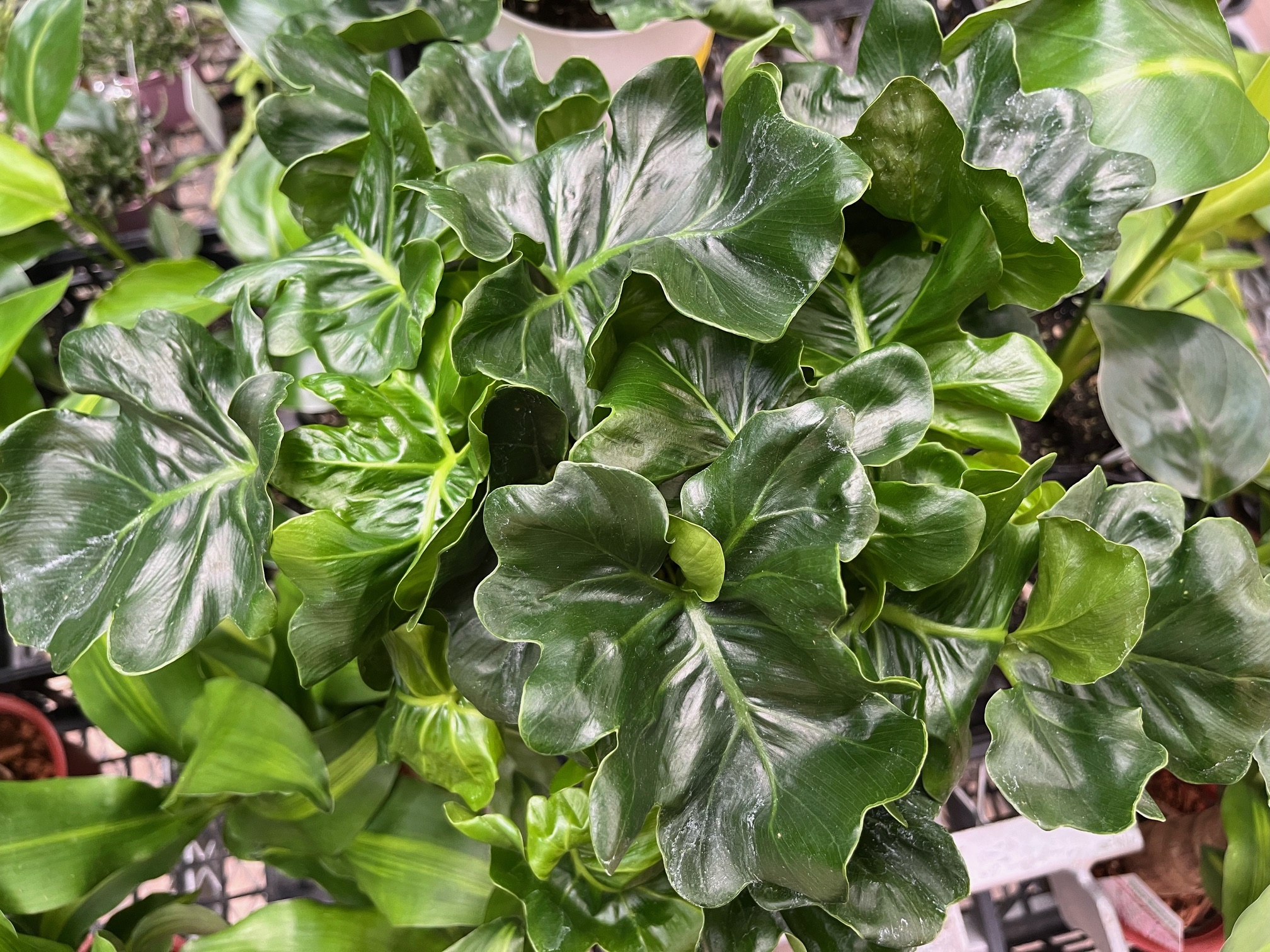 オススメ卓上観葉植物ご紹介！セローム スーパーアトムあります