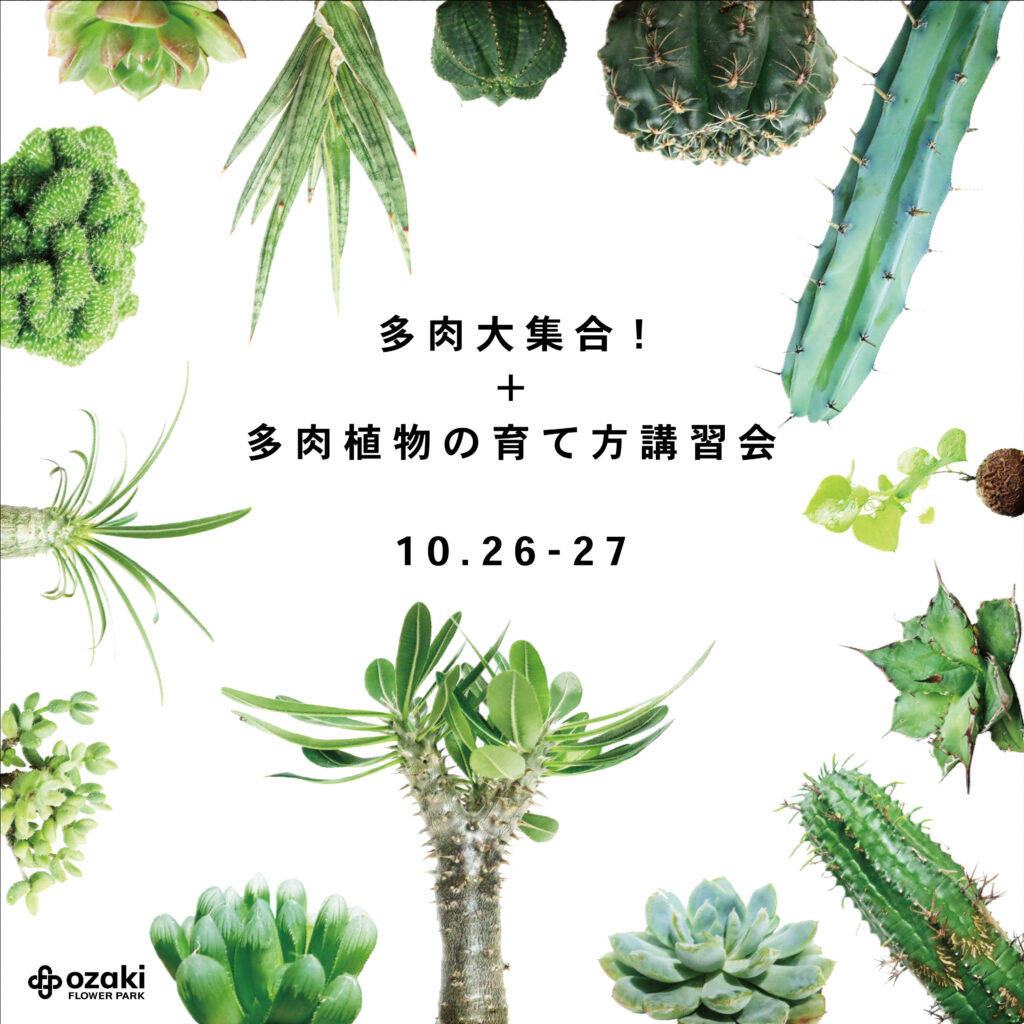 ?10.26-27 多肉大集合?見応え抜群の大きめのサイズを一挙ご紹介 