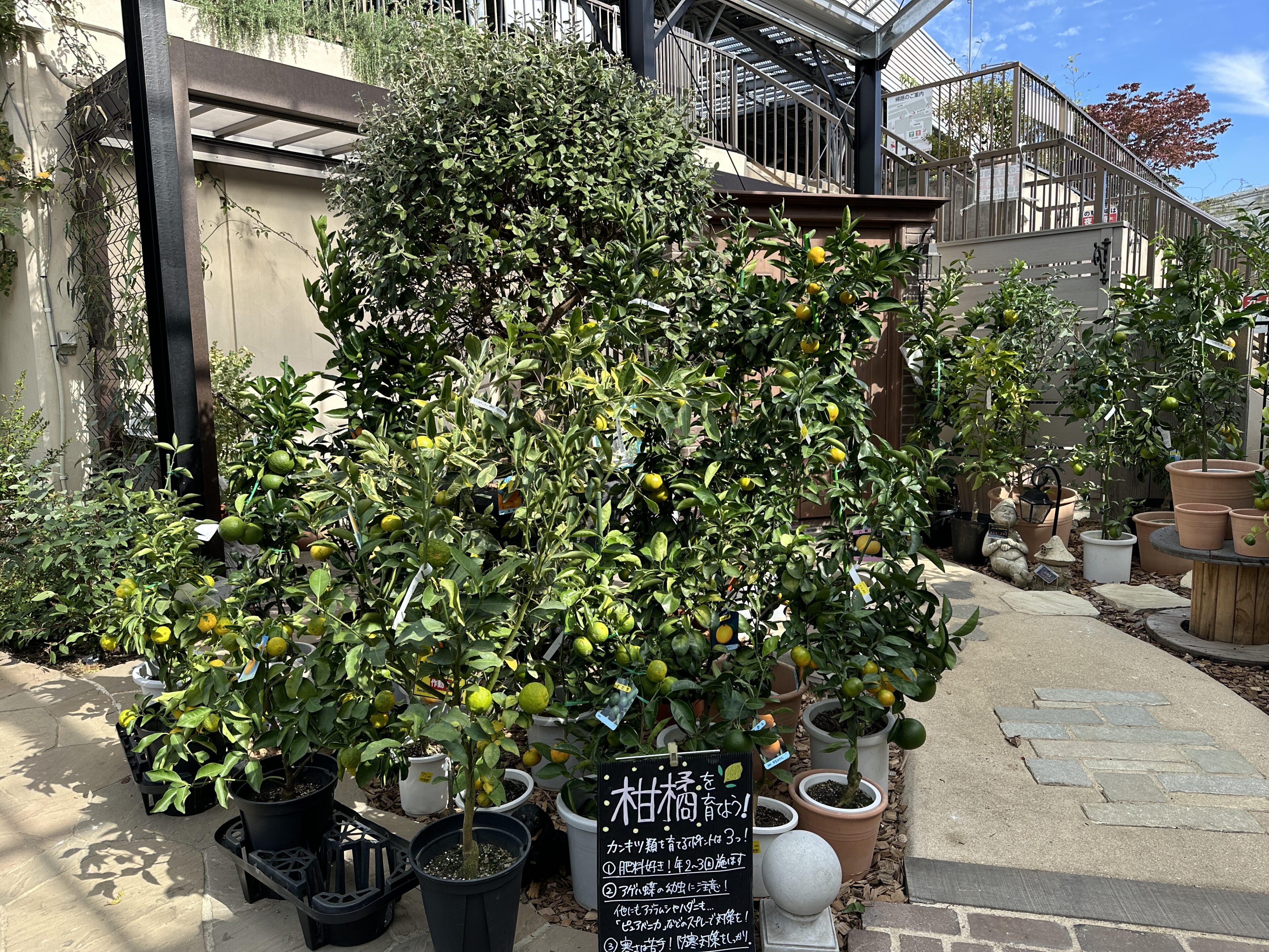 みかん　0709 imgrc0095520057.jpg