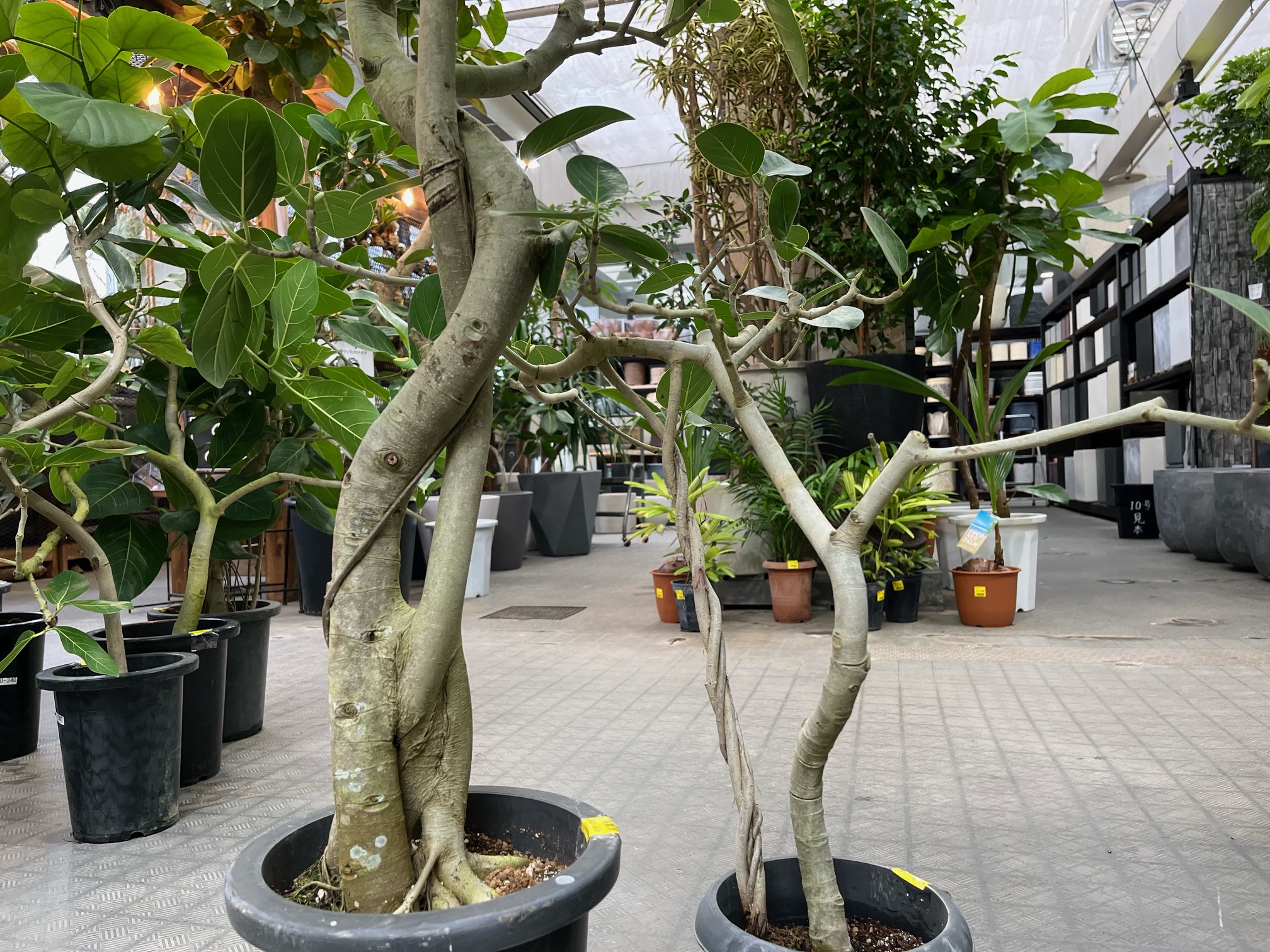 今週末は観葉植物枝っぷりフェア！枝っぷりたっぷりございます