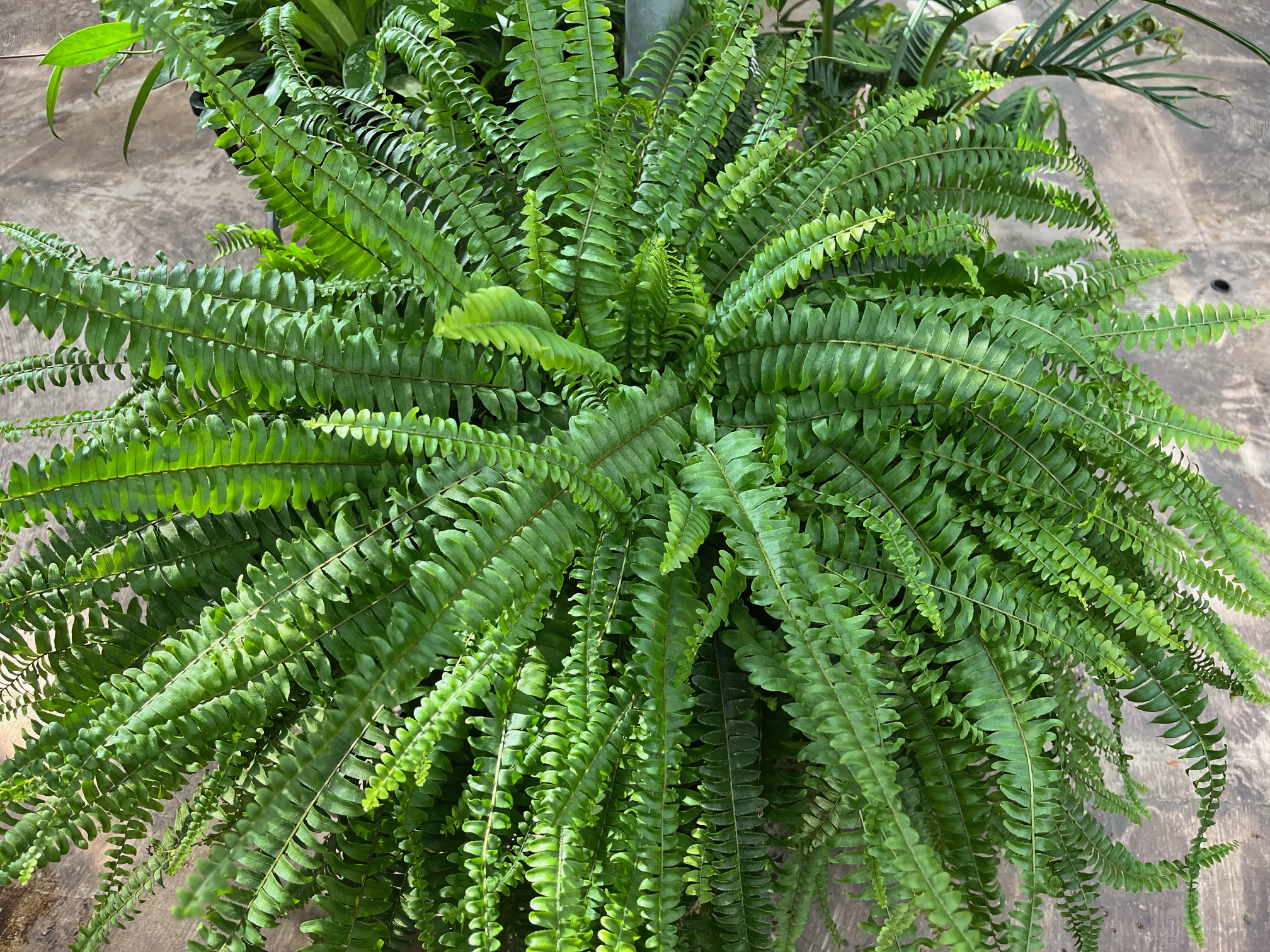 シダ植物 高さ約1.5メートル シダ キューブプランター 高さ210cm フェイクグリーン 観葉植物 の通販