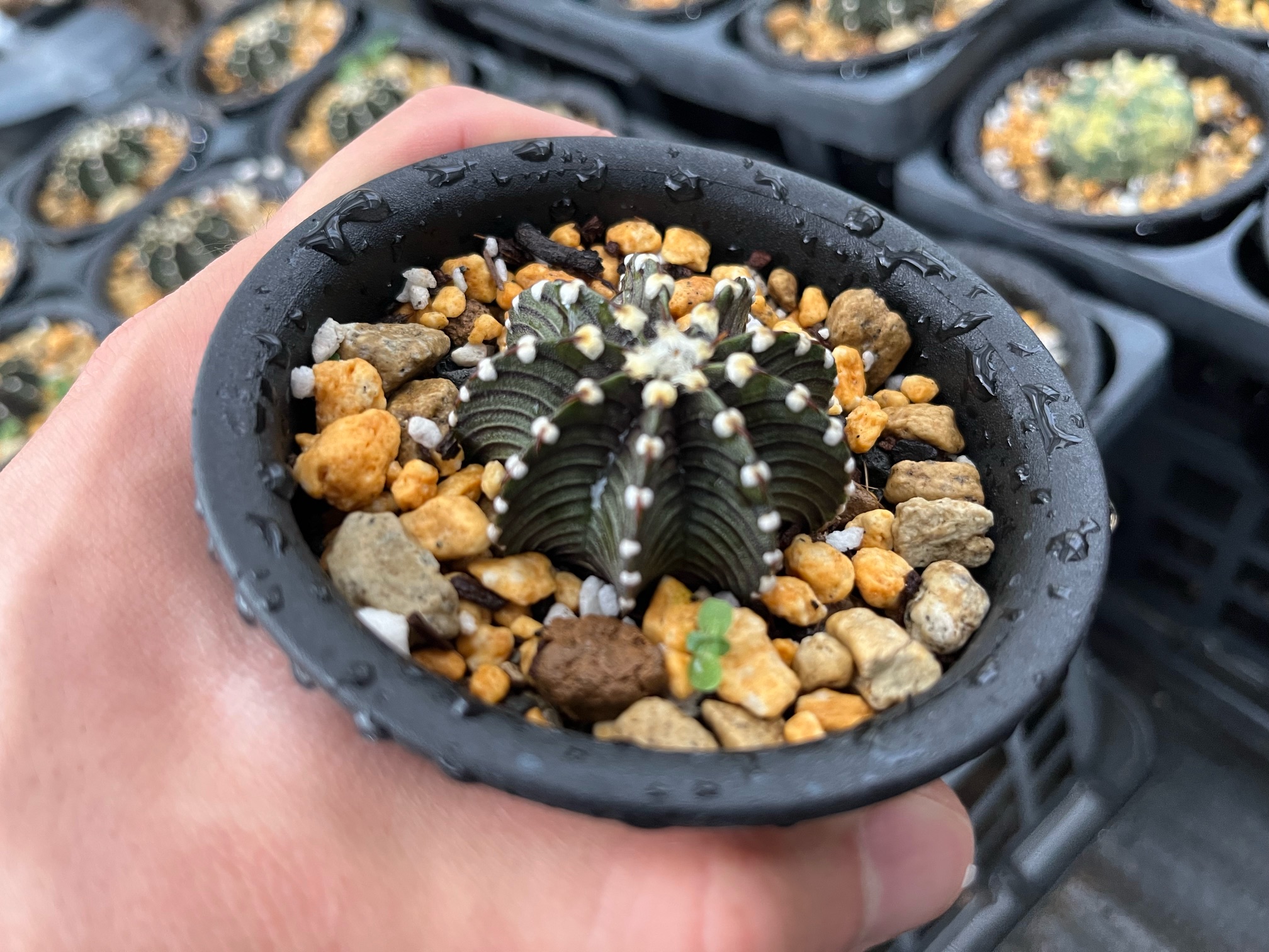 10月26日、27日は多肉大集合！集合する商品を一部ご紹介！！ | オザキ