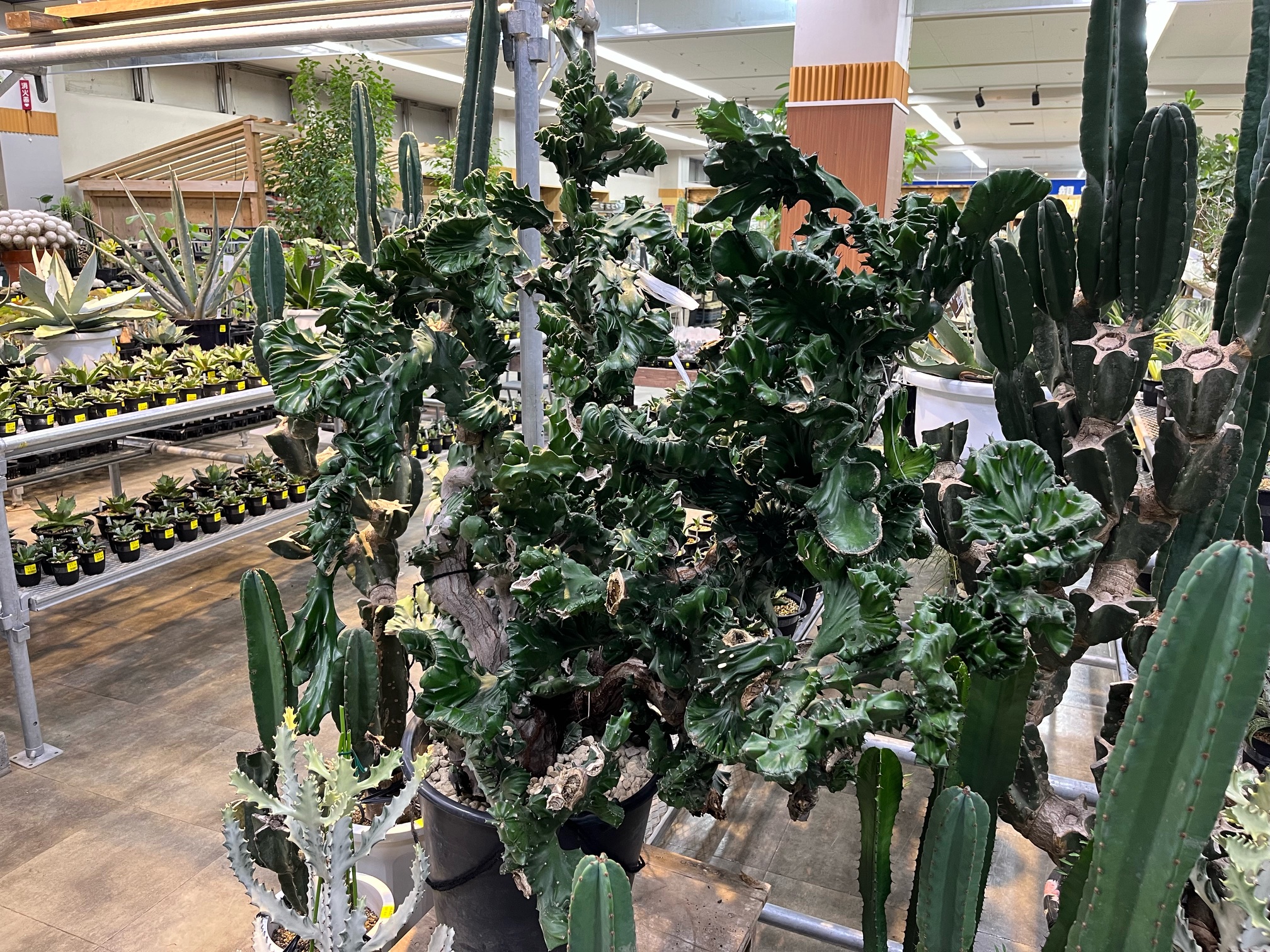 いよいよ多肉大集合！！ | オザキフラワーパーク