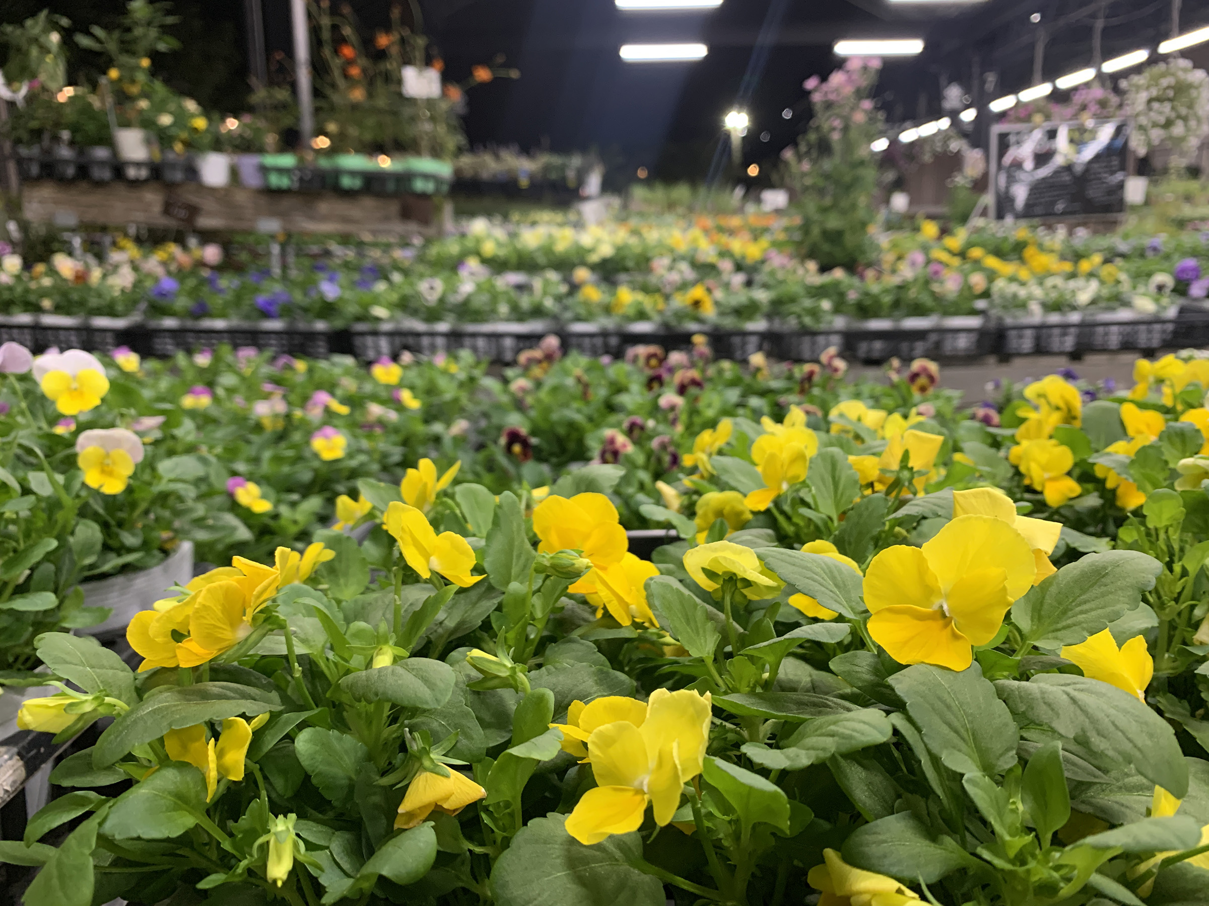 ながさく 秋、冬を彩るお花たち入荷中!! | オザキフラワーパーク