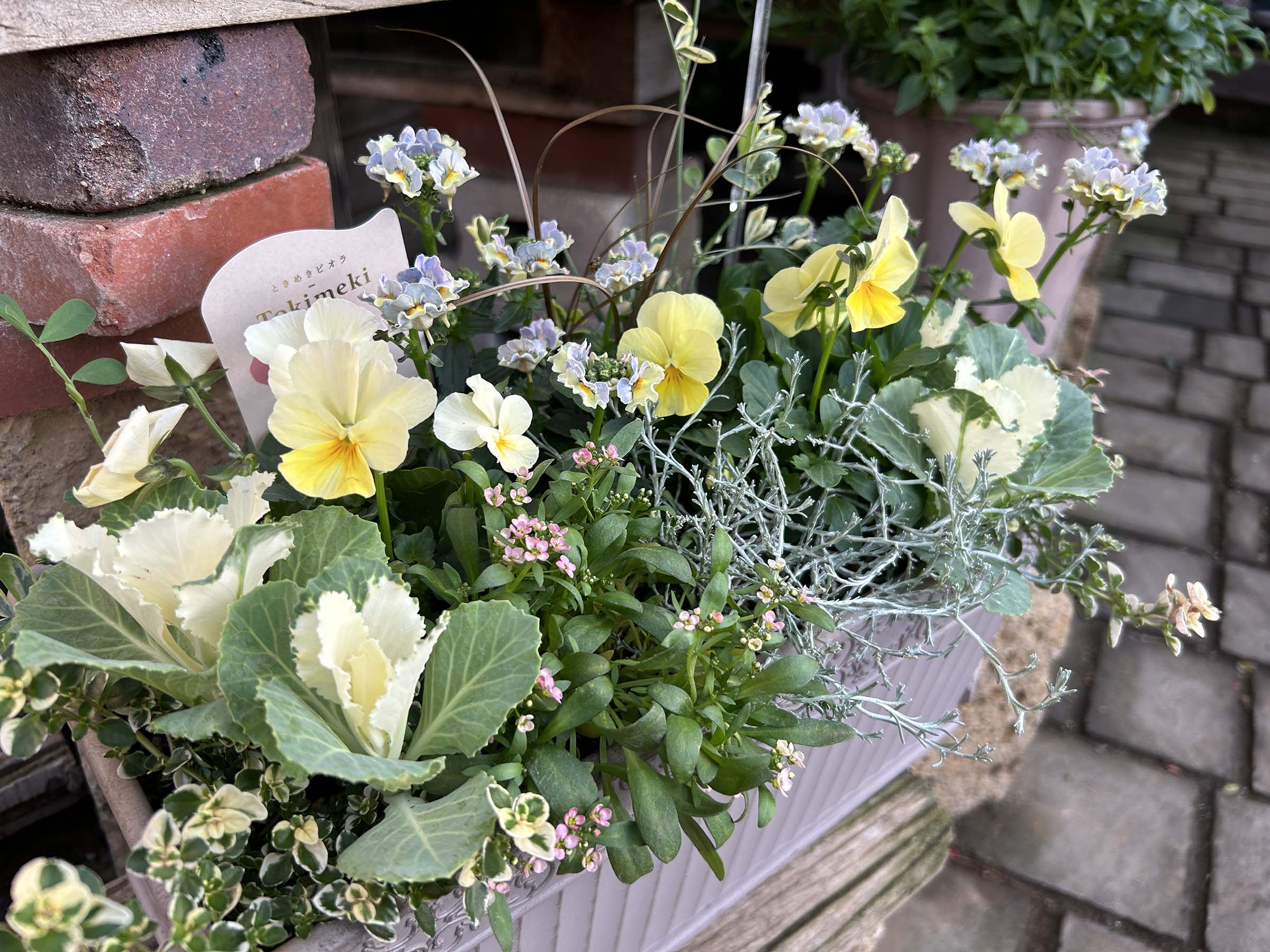 秋 の 寄せ 植え