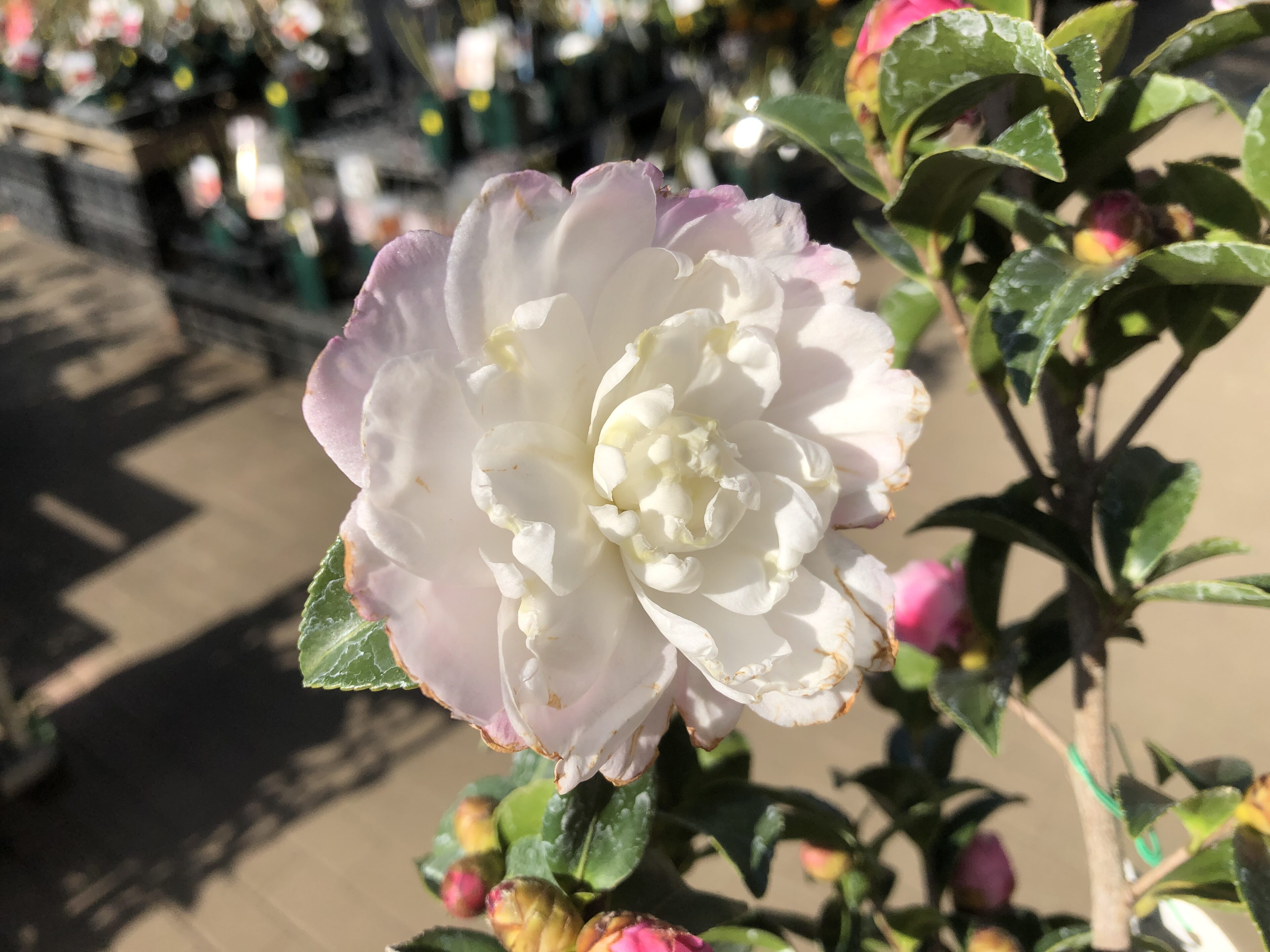 40年山吹の株　フラワーパークや庭のアクセントに 即日☆【造花】YDM/ヤマブキブランチ イエロー/FA-7537-Y - 花材