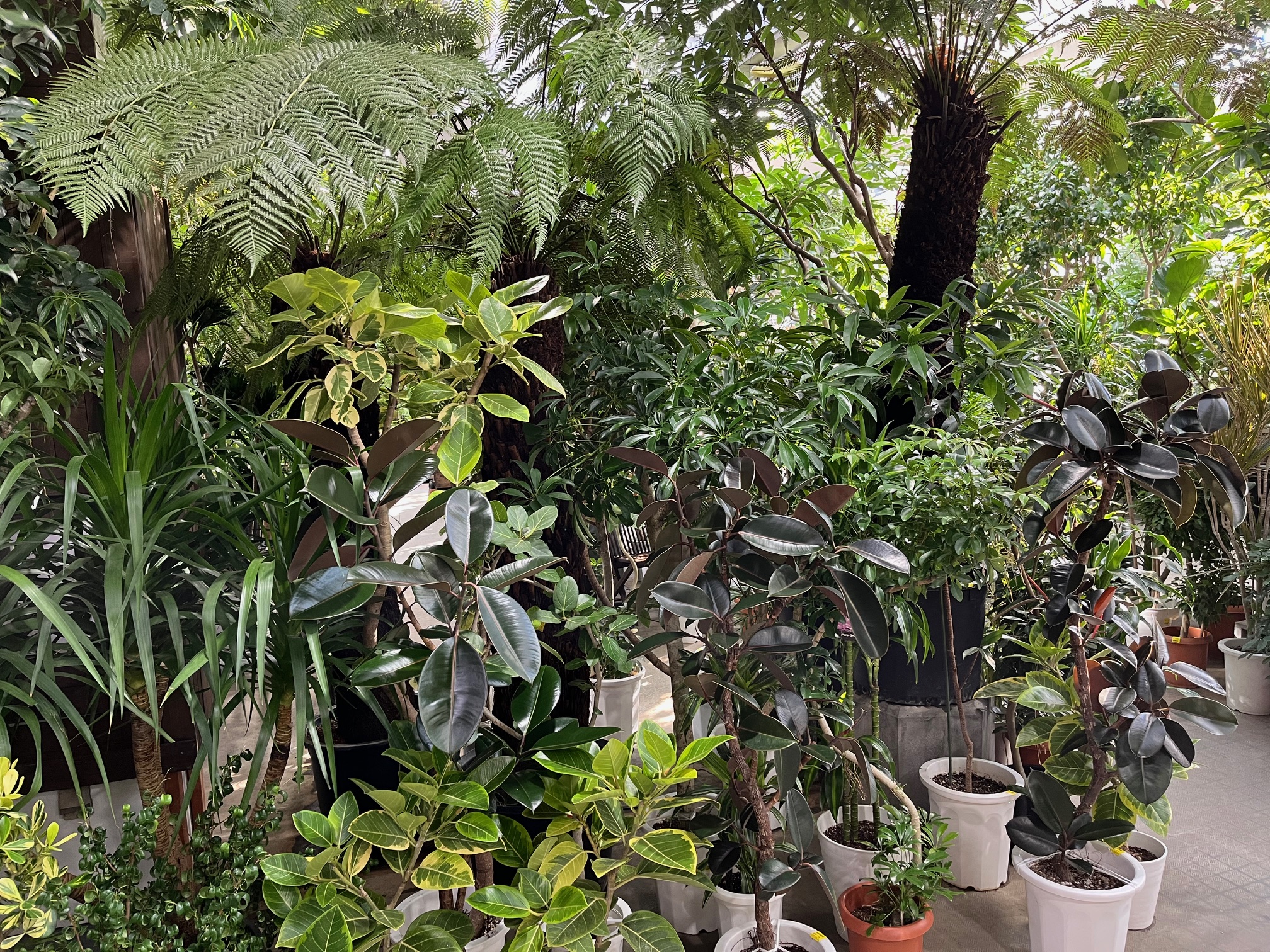 冬もモリモリ観葉植物！！ | オザキフラワーパーク | オザキフラワーパーク