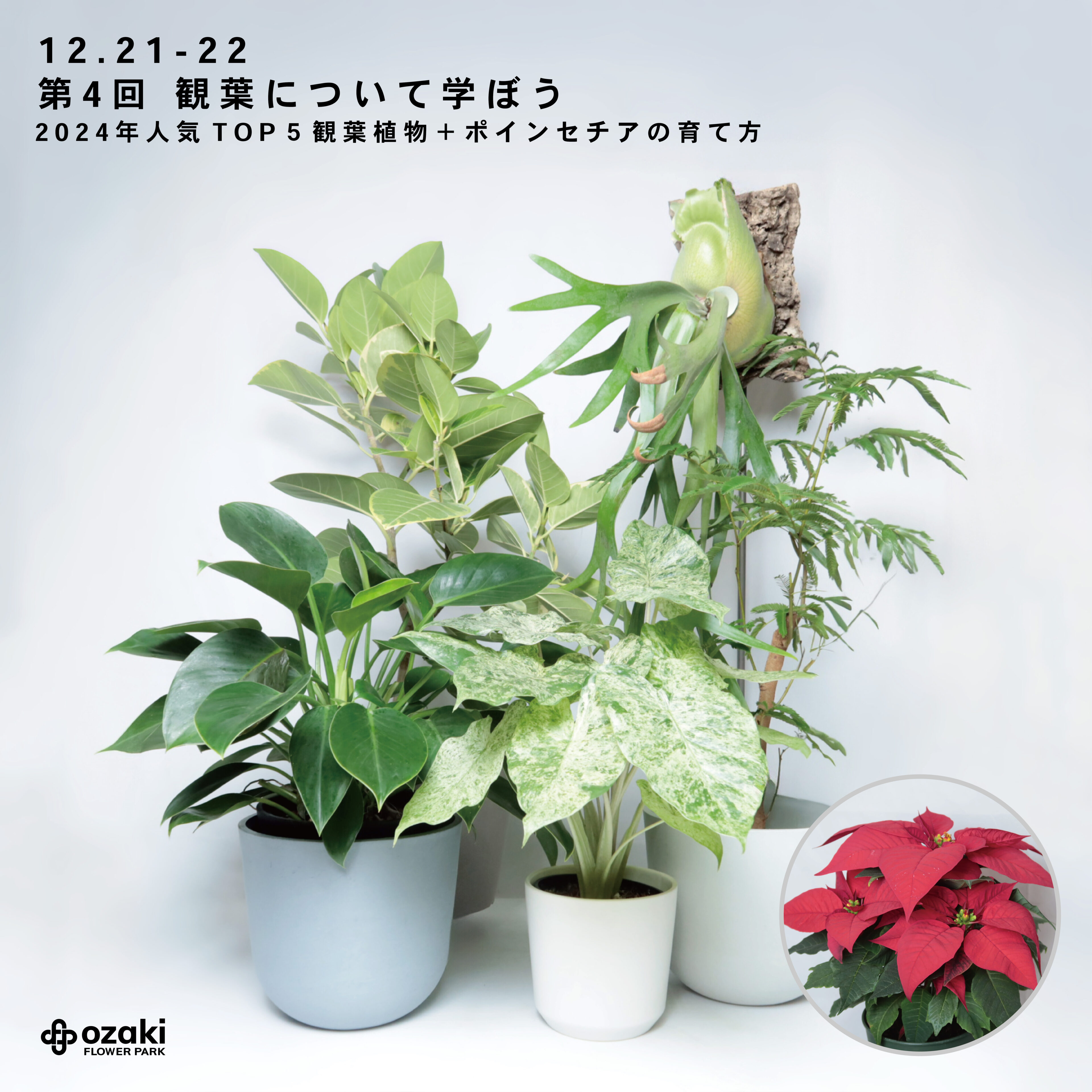 12/21-22｜第4回観葉について学ぼう~2024年人気TOP5観葉植物＋