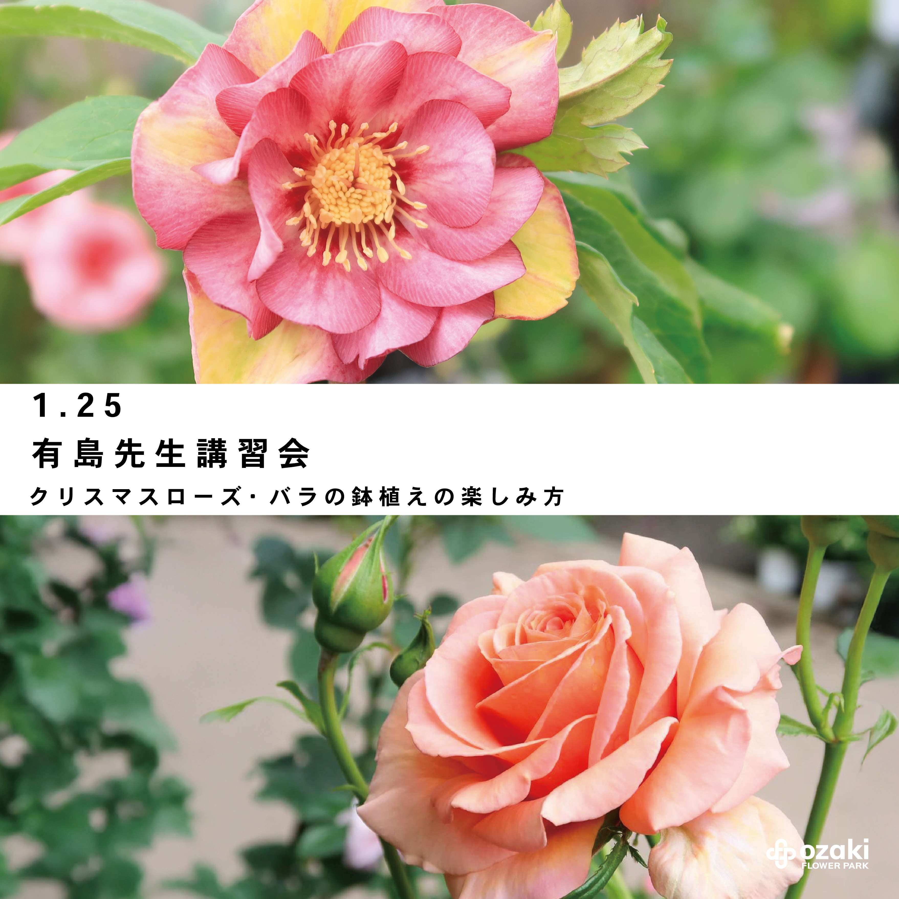 【即購入優先/バラ売り可】インパユロボロさんまとめ 即購入優先/バラ売り可】インパユロボロさんまとめ