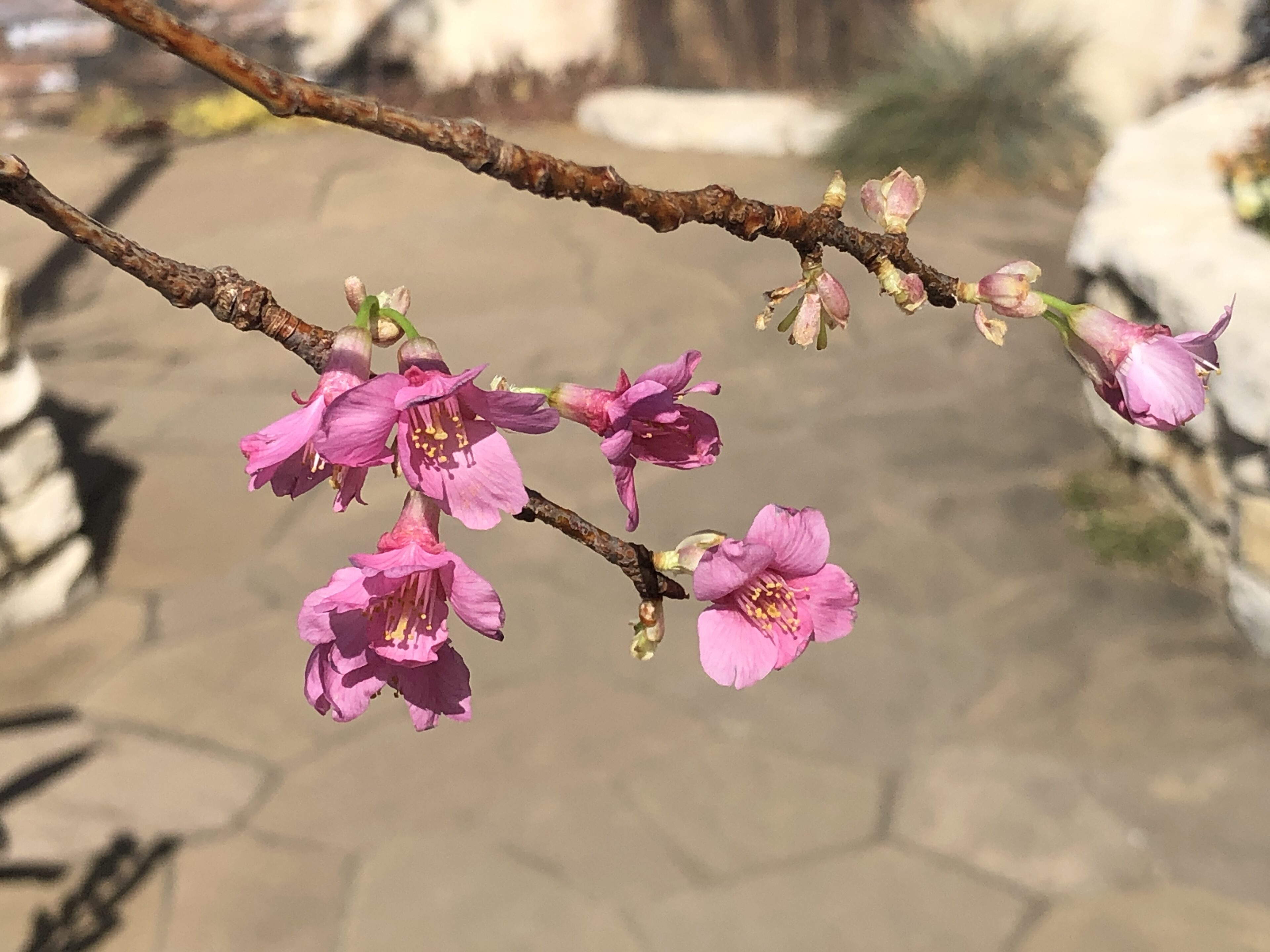 うさうさアメリカンフラワー　花瓶付き桜 d891530a191e2b25aedc807a0d1ae0