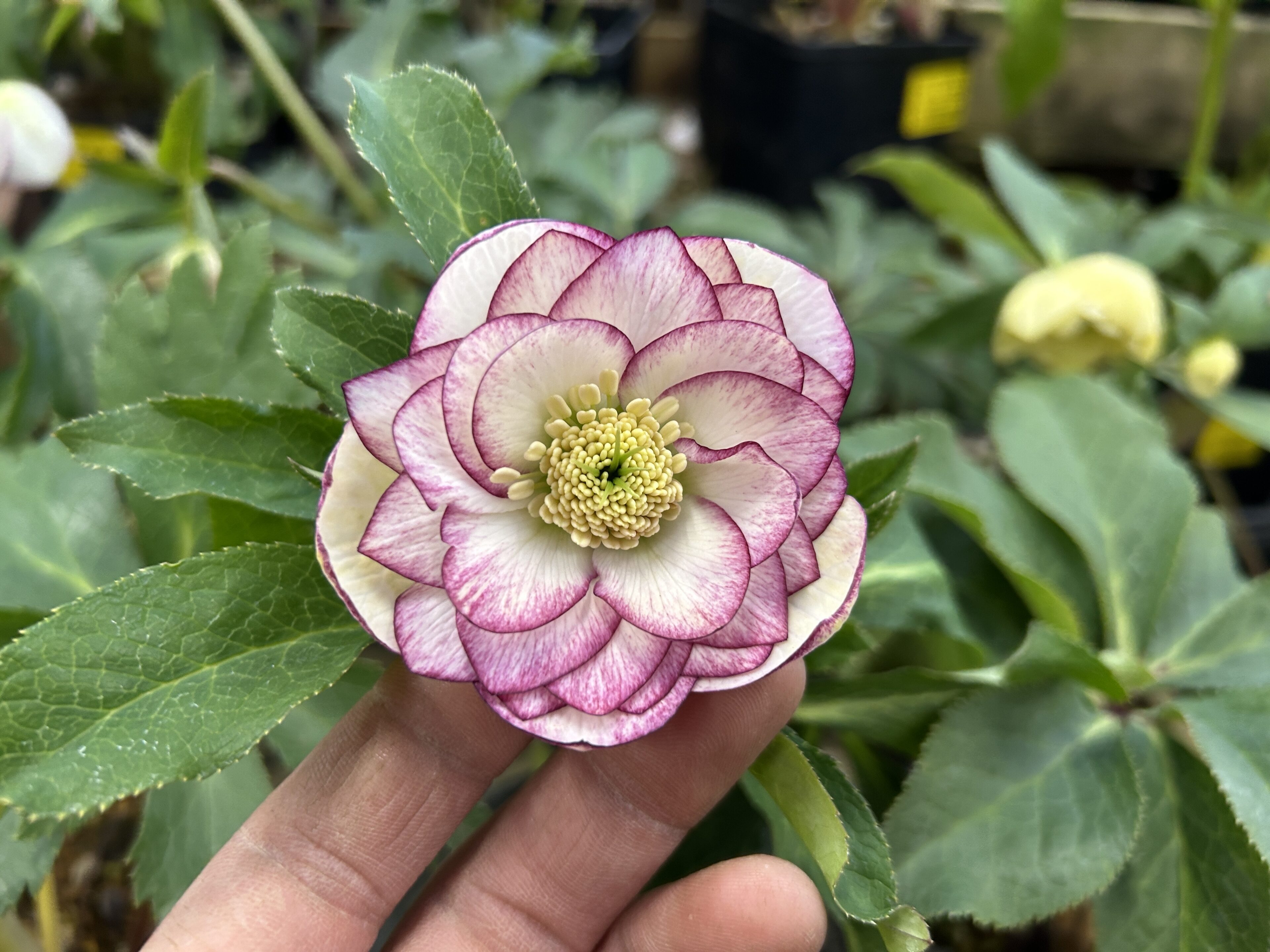 1Fクリスマスローズ(吉田園芸、若泉ファーム、野田園芸)や春の草花入荷 