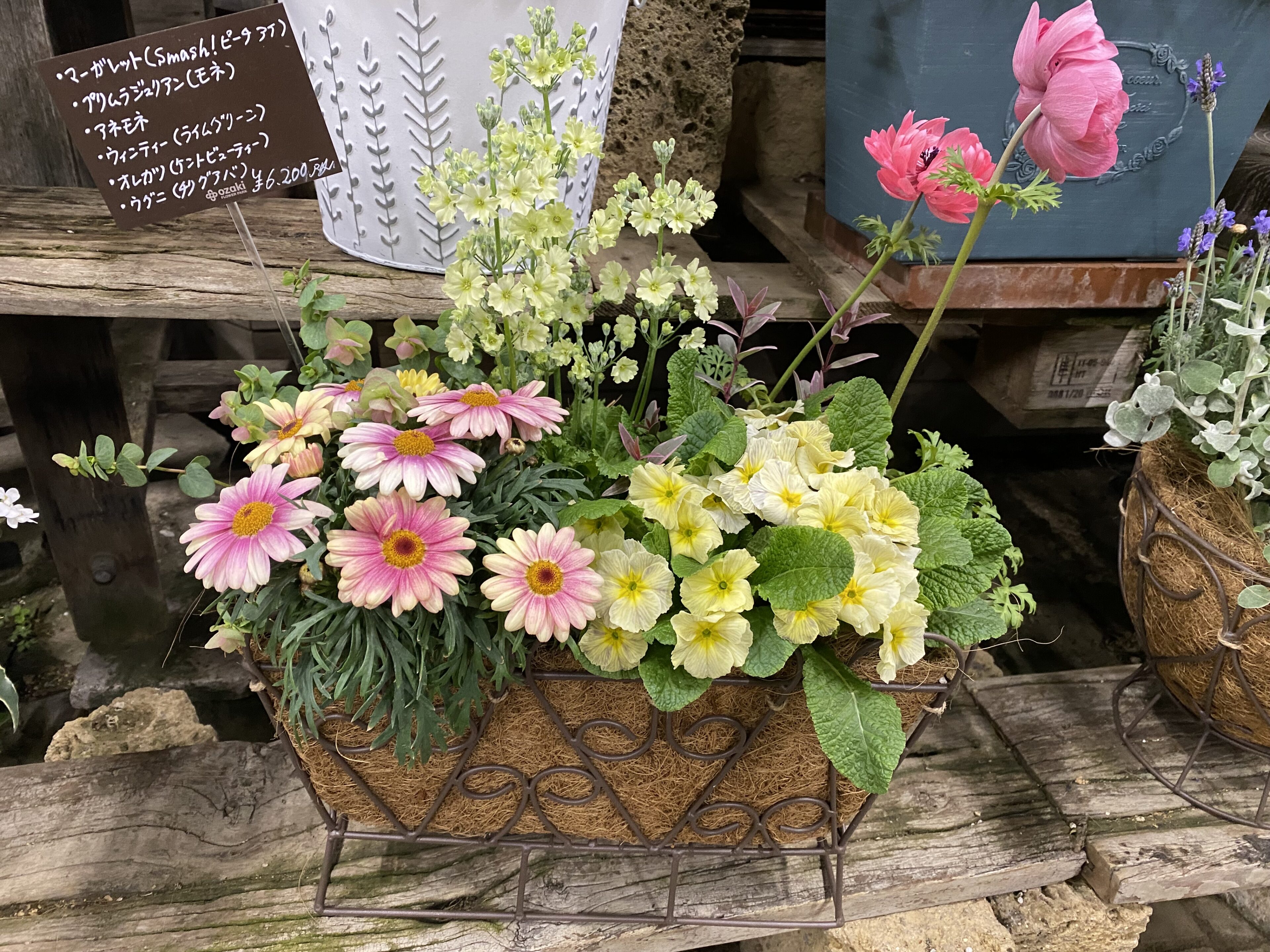 花*花専用ページ 春のお花で寄せ植えを作ってみよう！ | オザキフラワーパーク