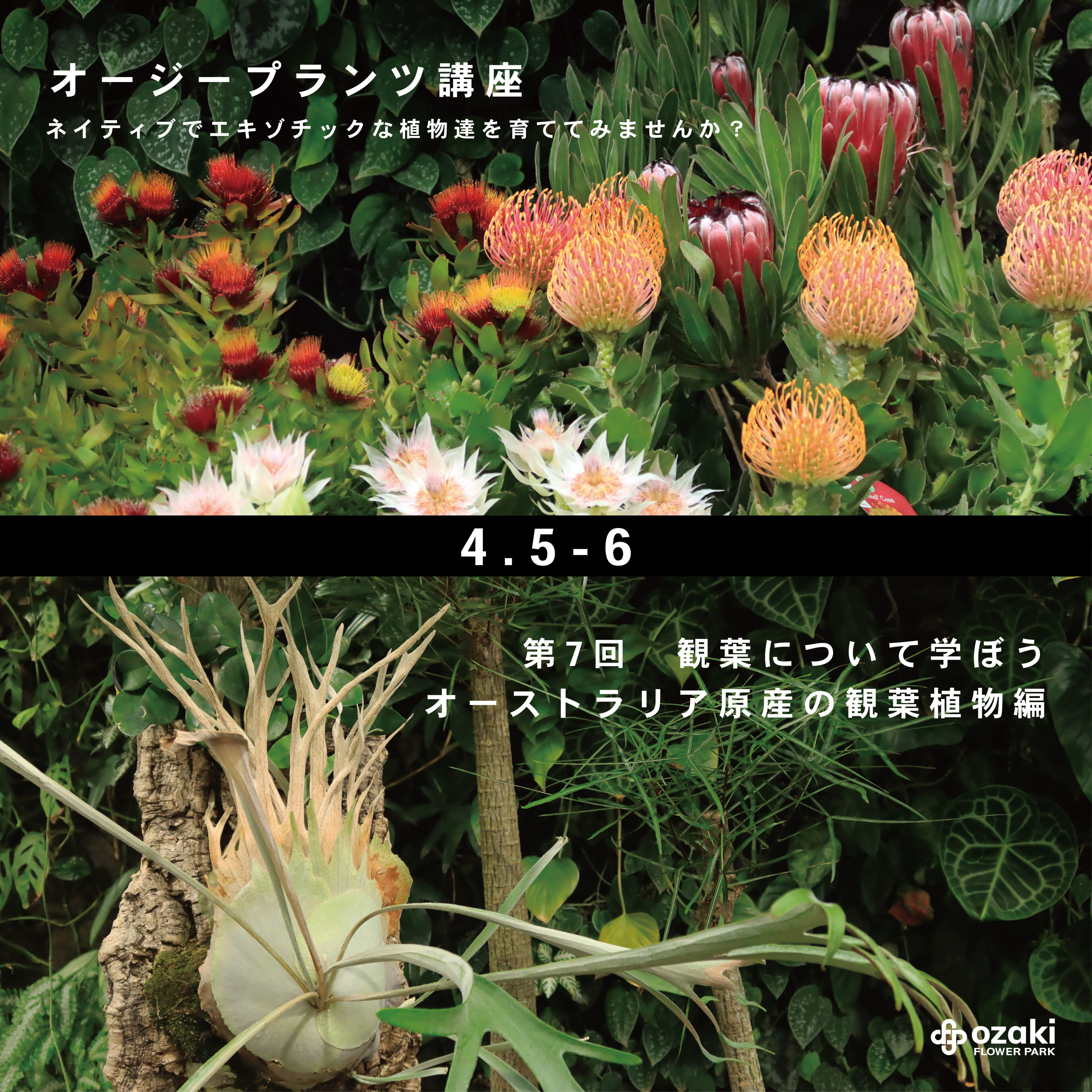 HULLABALOO 観葉植物 常緑樹 ハラバルー オージープランツ 4/5-6 | オージープランツ講座 & 観葉について学ぼう オーストラリア