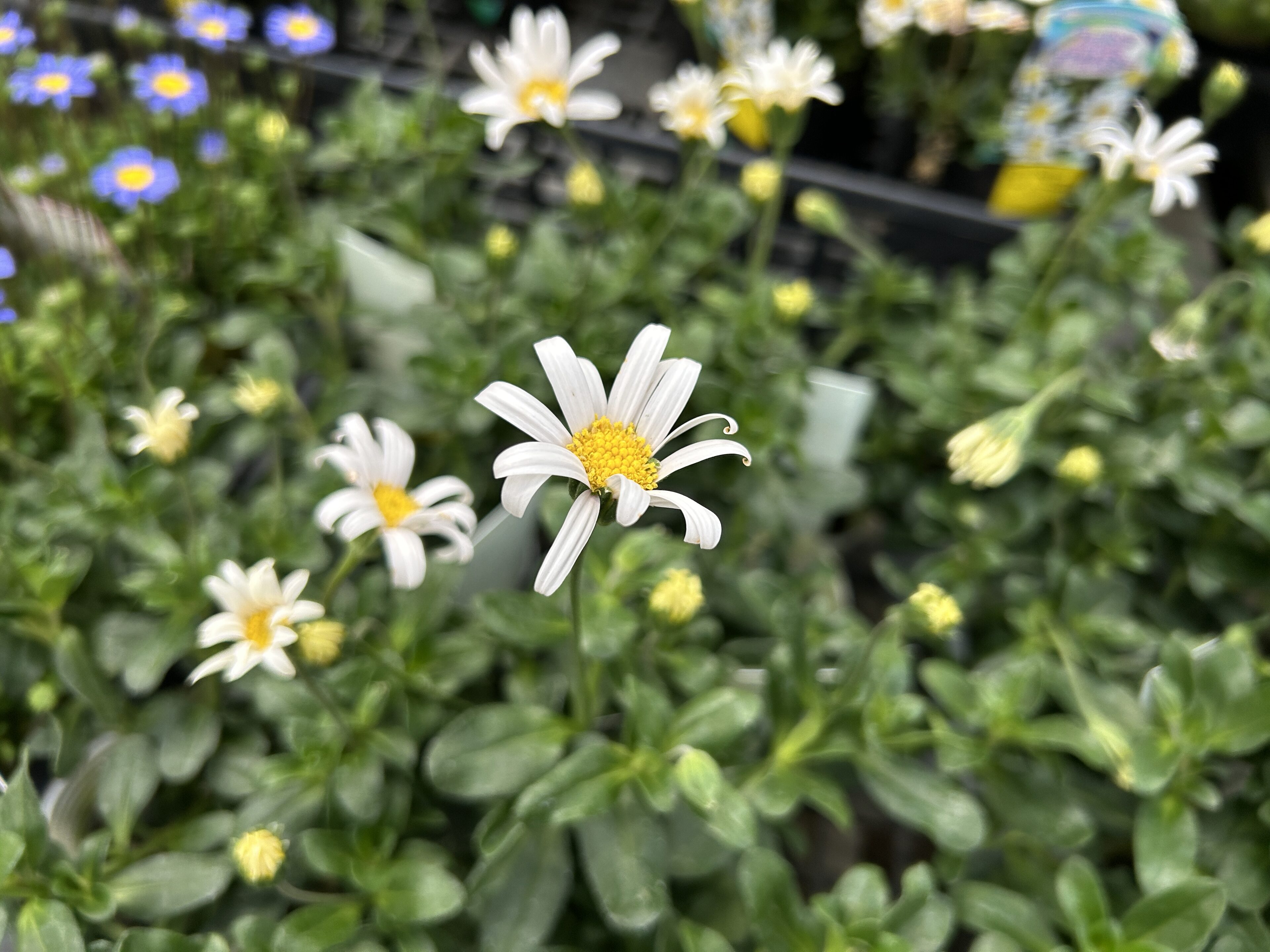月が注ぐ花様 おまとめ用 2 入荷商品ピックアップ(季節の花苗続々入荷 