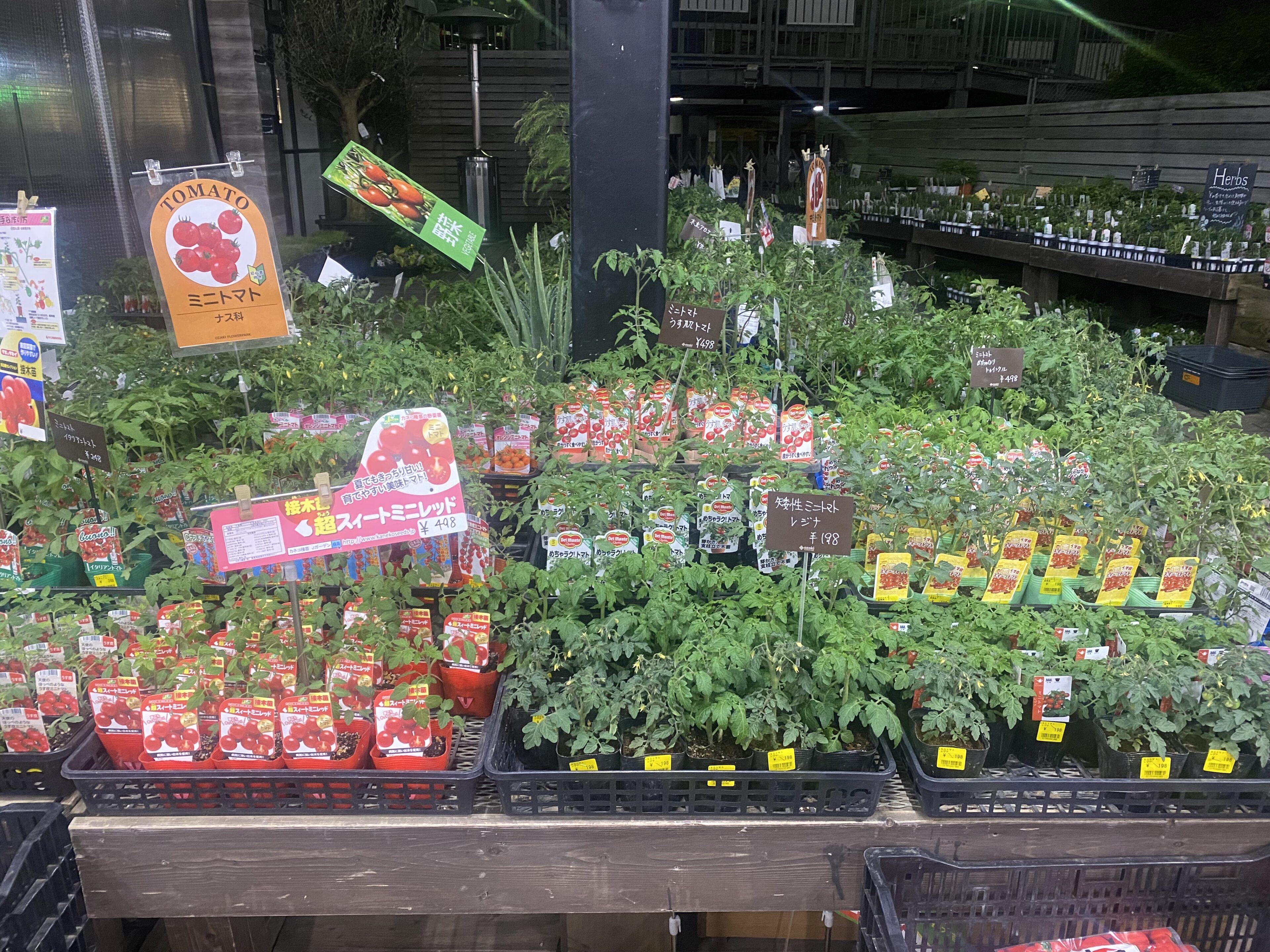 トマト！🍅 トマト！ 🍅 | オザキフラワーパーク | オザキフラワーパーク