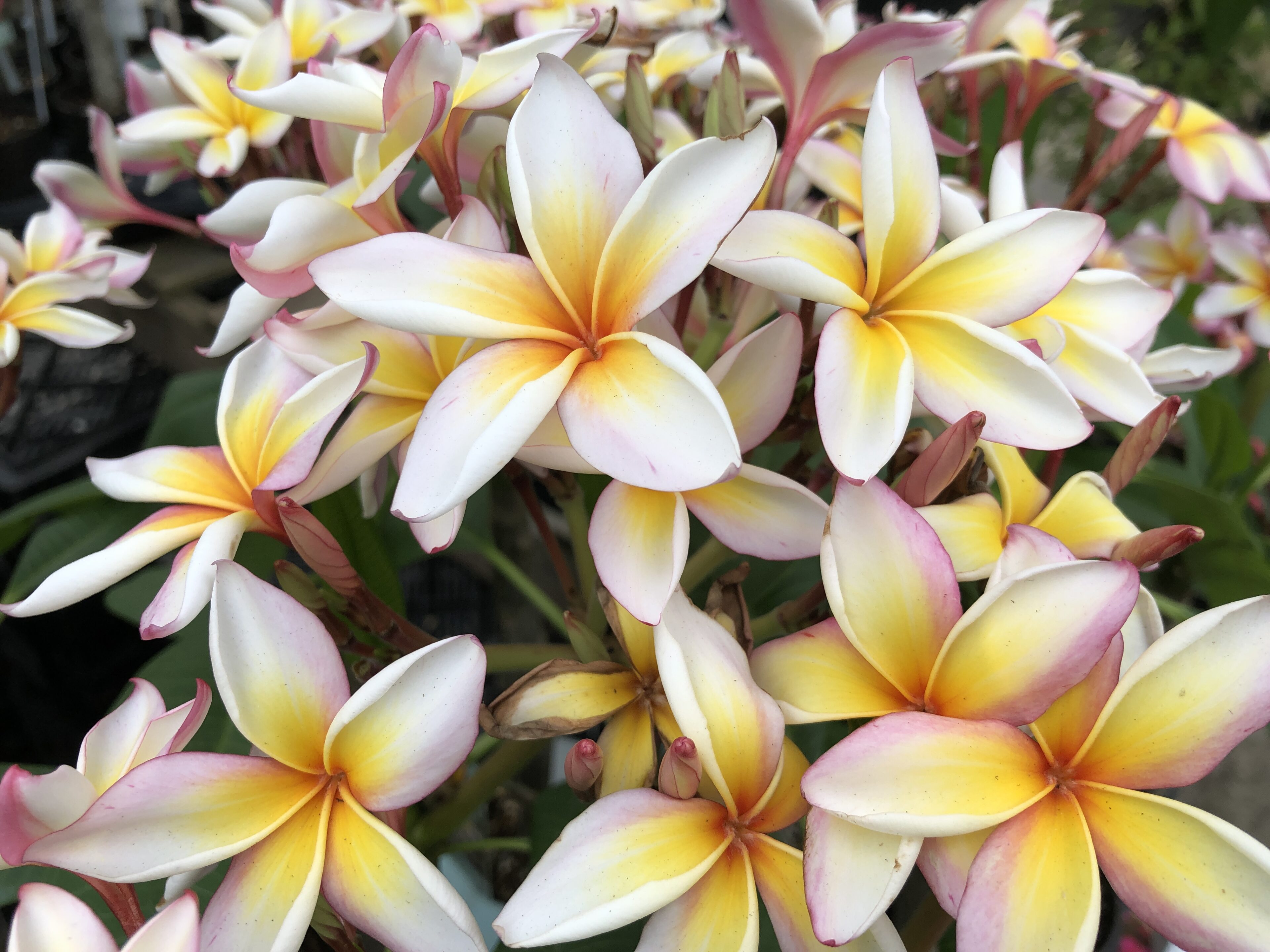 明日はオザキプルメリアフェア！担当オススメの品種をピックアップ