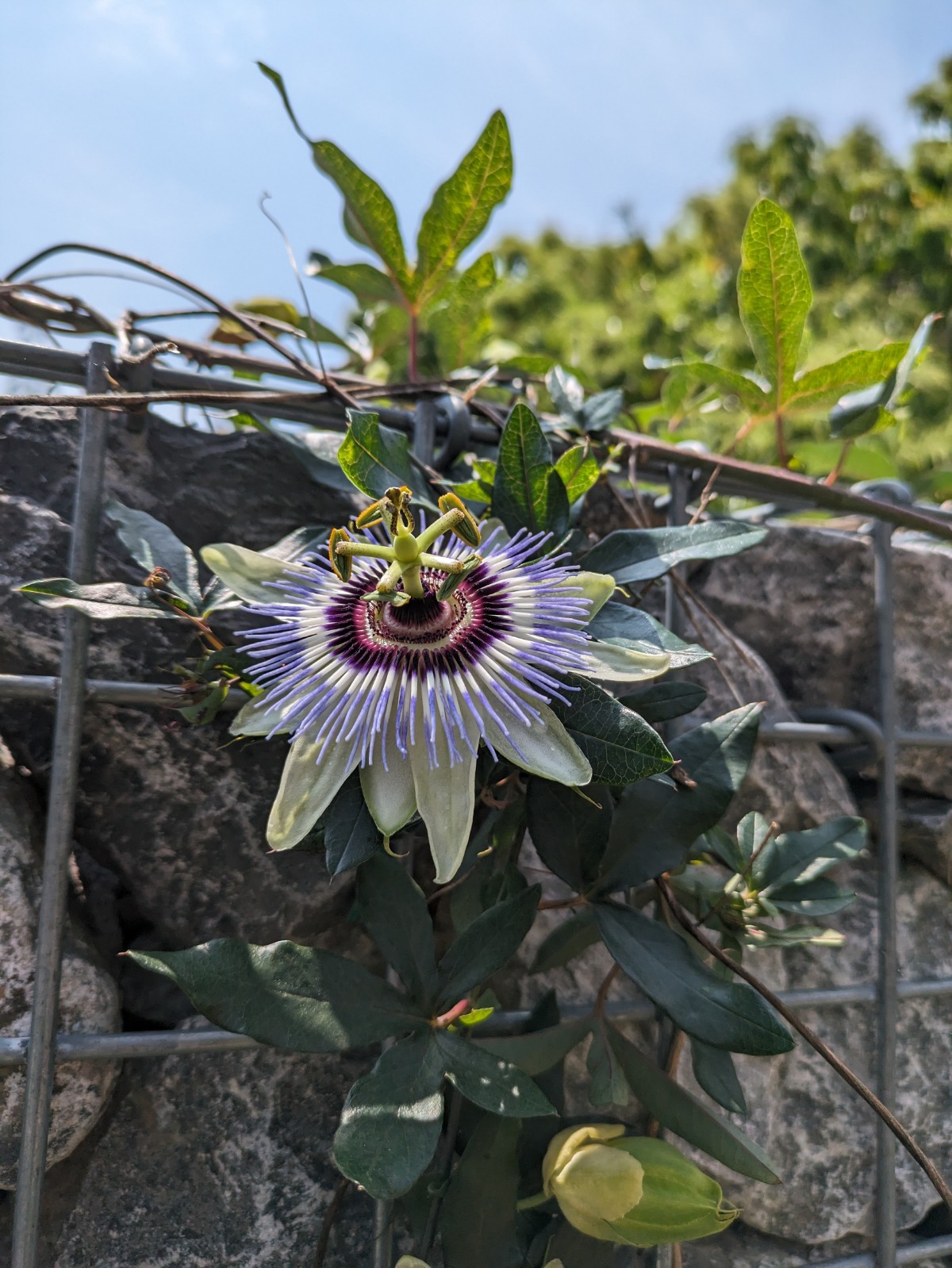 時計草が咲きました。 | オザキフラワーパーク | オザキフラワーパーク