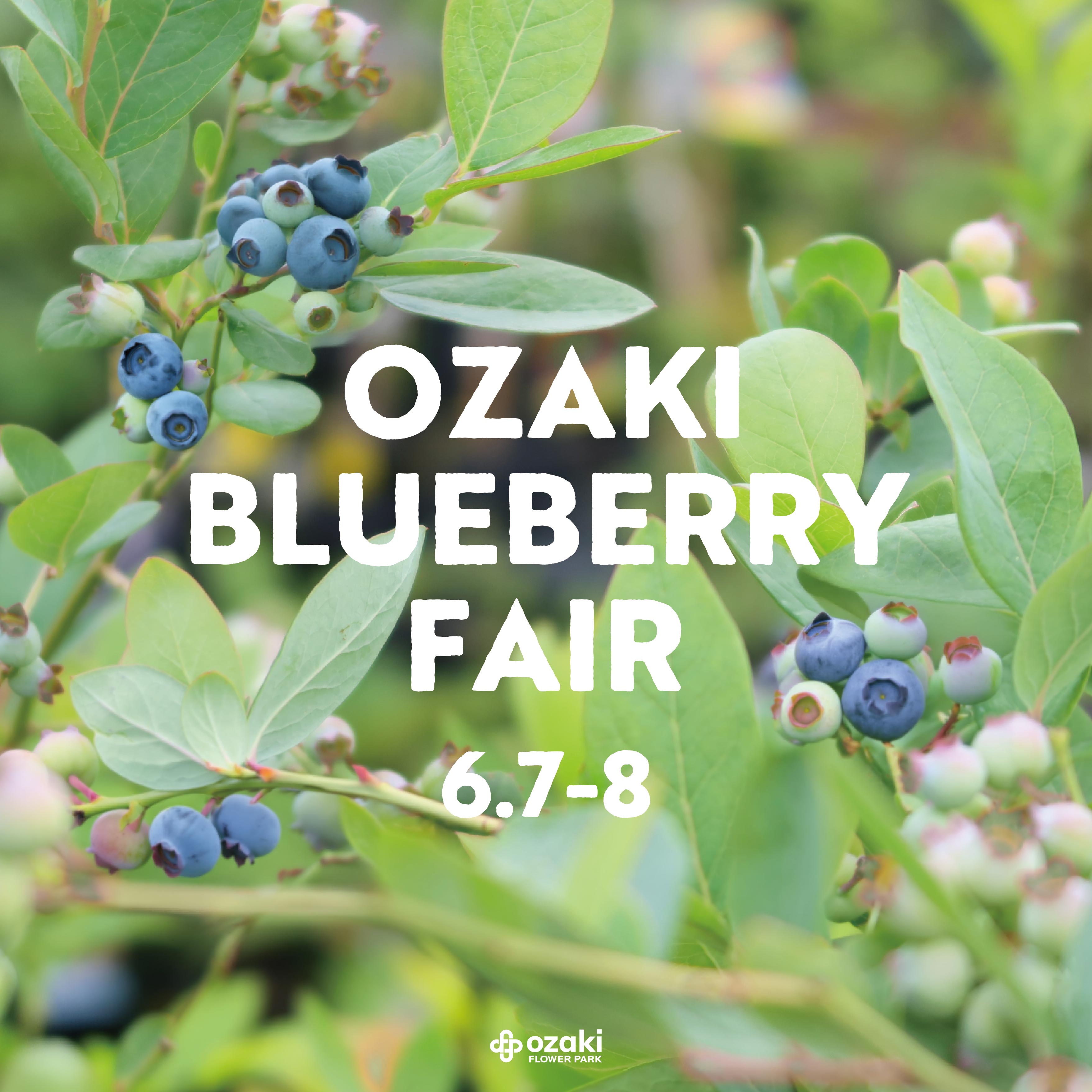 6/7・8 | オザキブルーベリーフェア OZAKI BLUEBERRY FAIR | オザキ