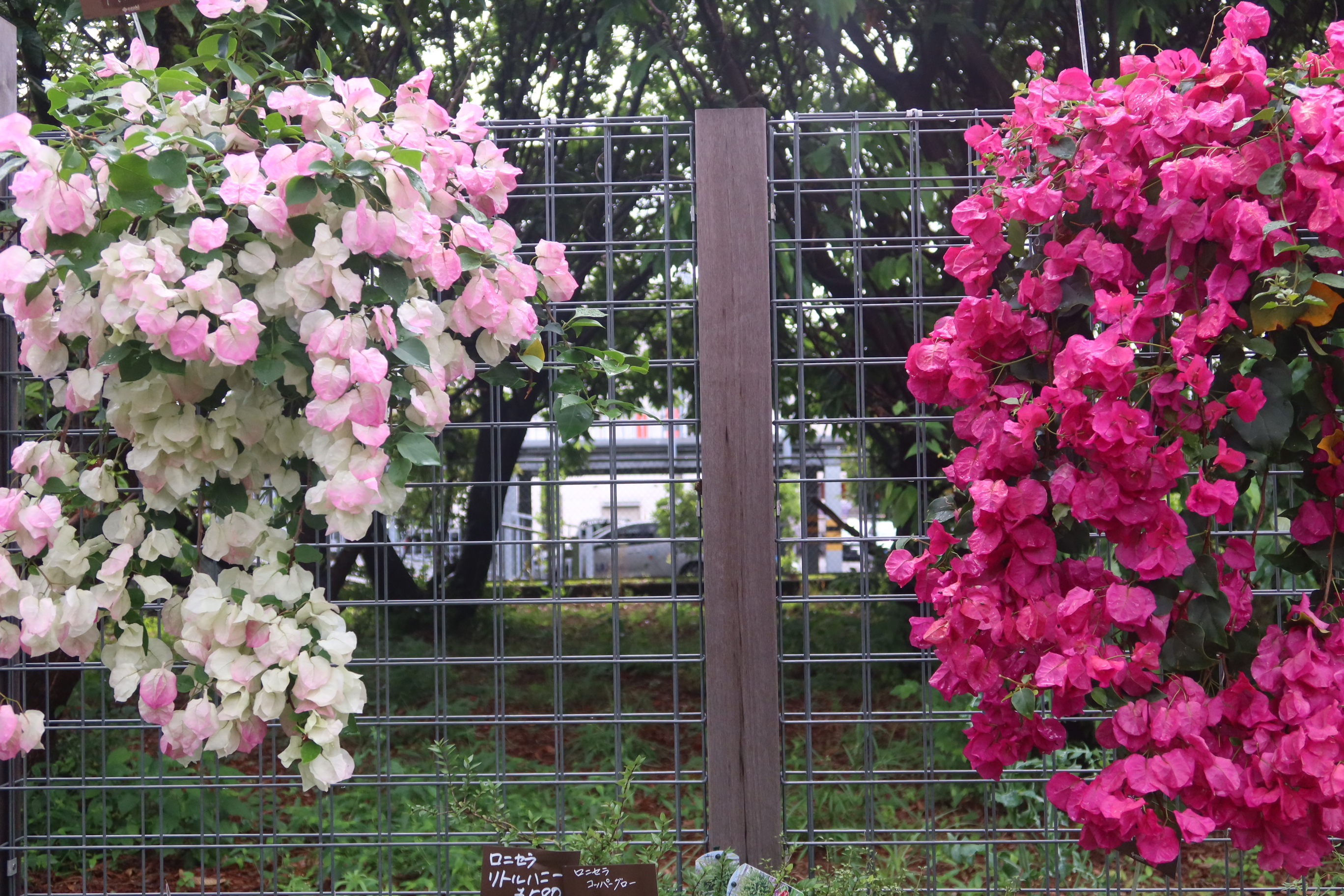 これはもう真夏ですね～ | オザキフラワーパーク | オザキフラワーパーク