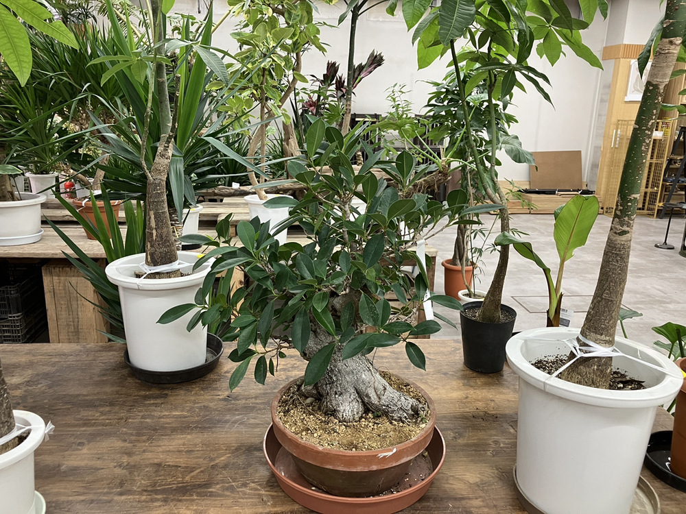 植物 観葉植物 ドラセナ ゴッドセフィアーナ 4号 Rib Basket (リブ