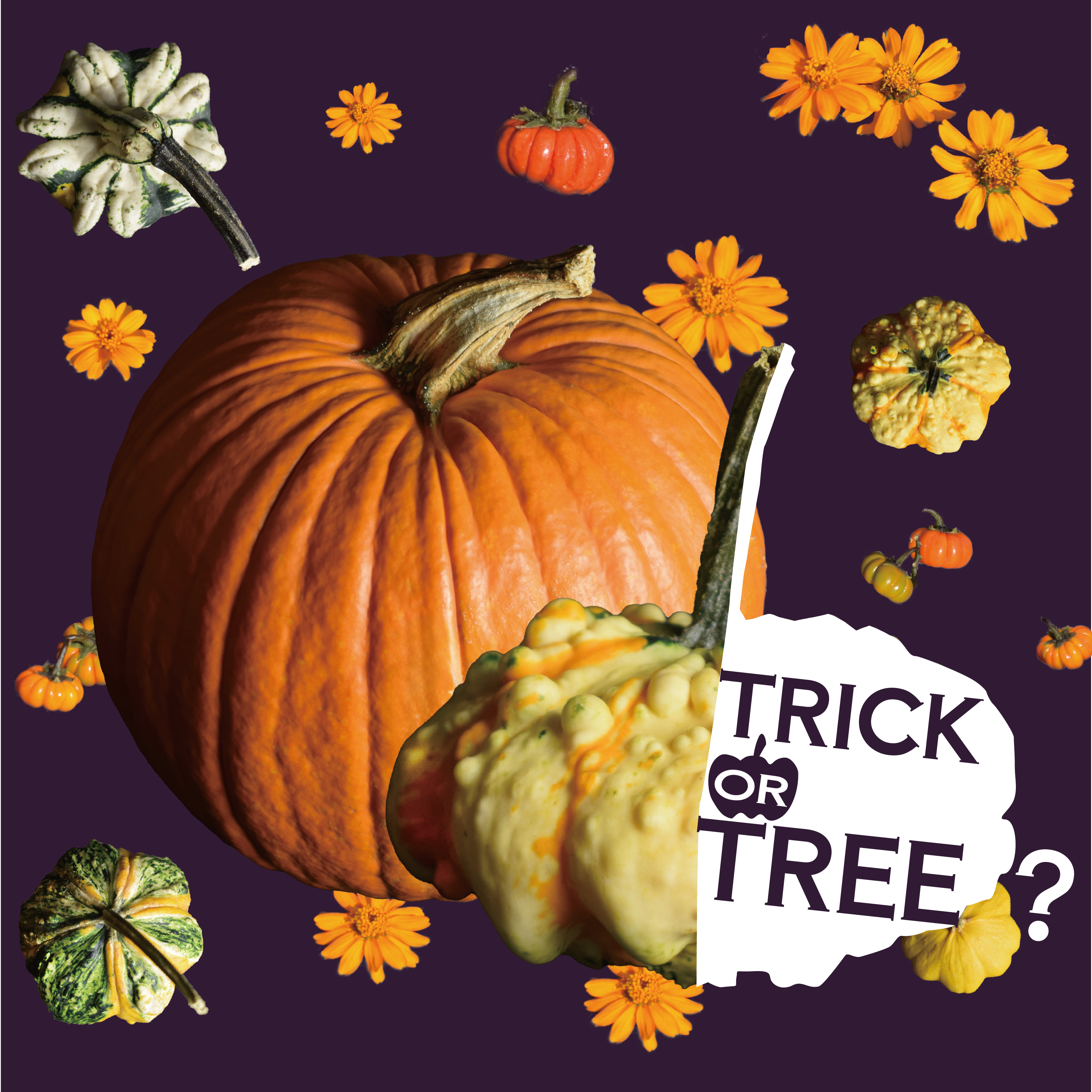 10/10 – 10/26 | TRICK or TREE? 後半戦 | オザキフラワーパーク