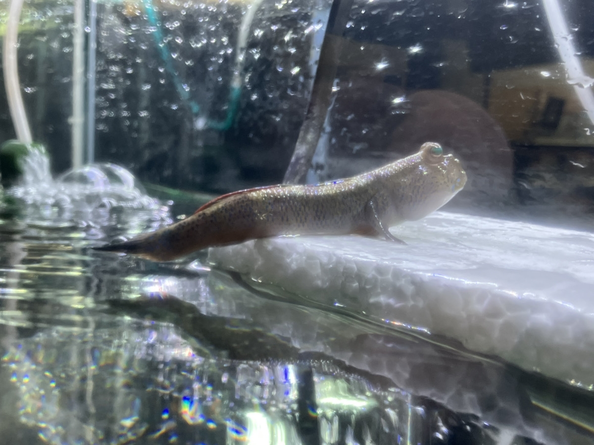 新入荷の熱帯魚から水作ソコニワシリーズはじめました！ | オザキ 