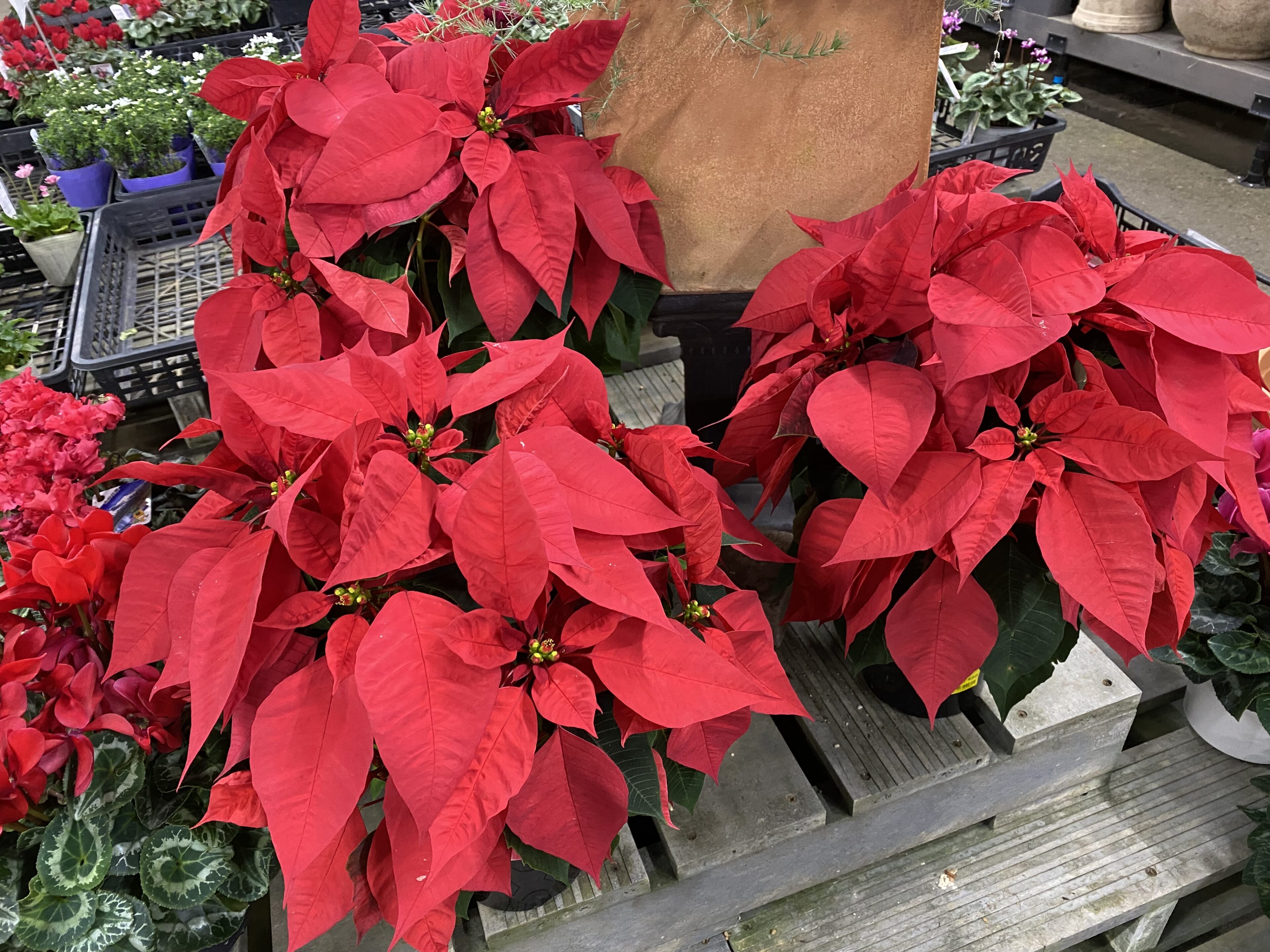 クリスマスが始まりました！！ | オザキフラワーパーク | オザキ