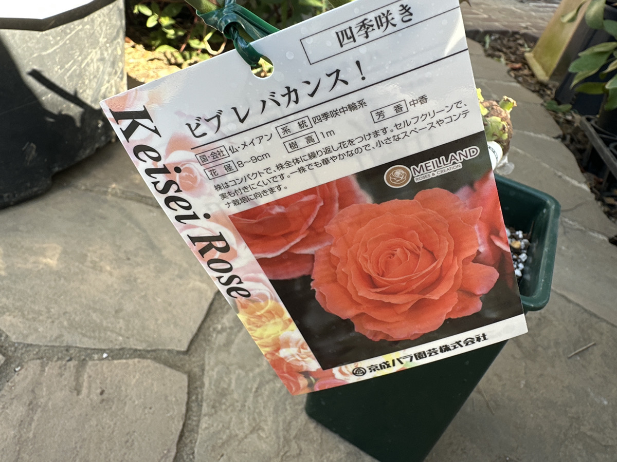 京成バラ大苗入荷！全80品種ご紹介！ | オザキフラワーパーク