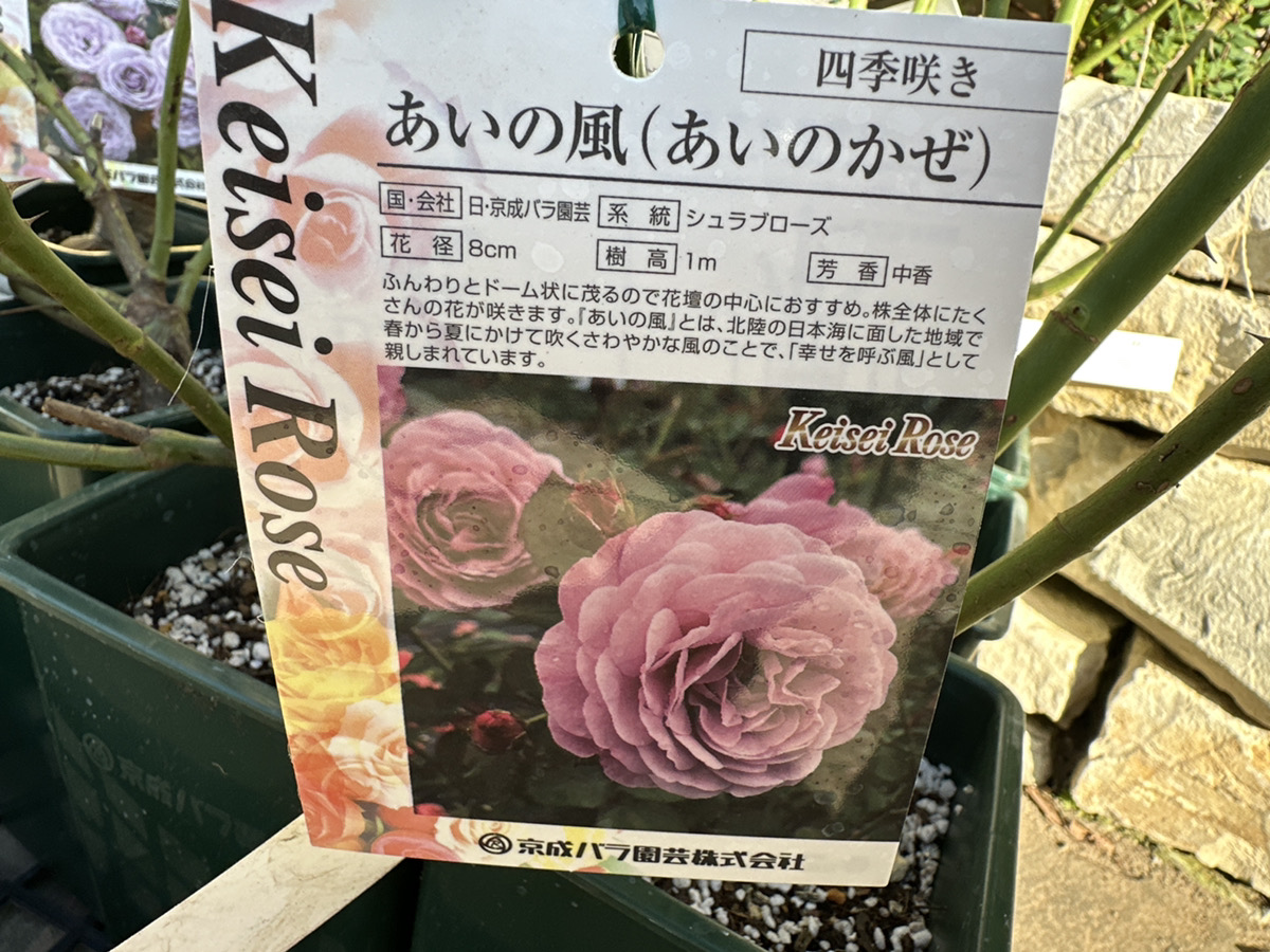 京成バラ大苗入荷！全80品種ご紹介！ | オザキフラワーパーク | オザキ