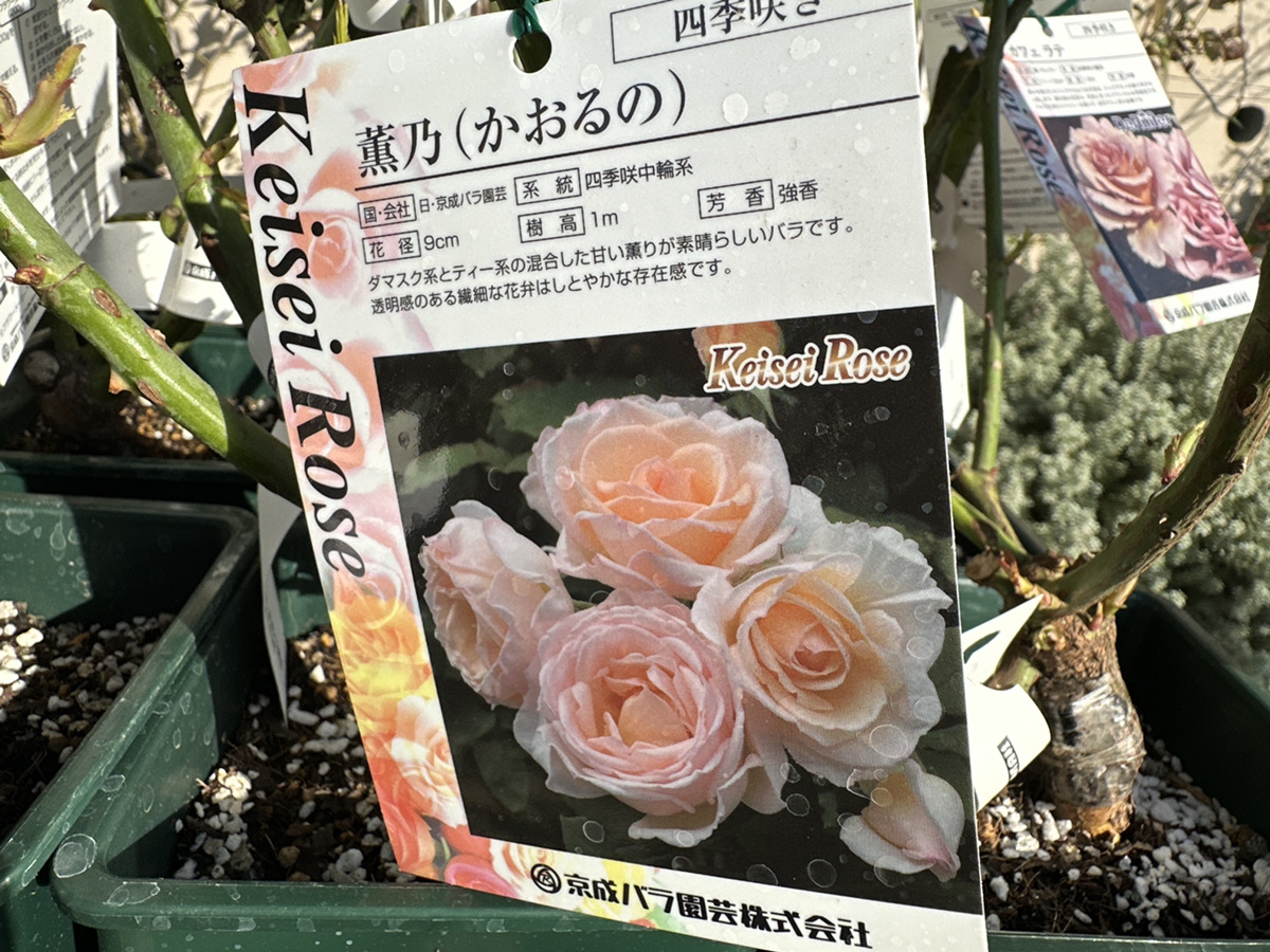 京成バラ大苗入荷！全80品種ご紹介！ | オザキフラワーパーク | オザキ