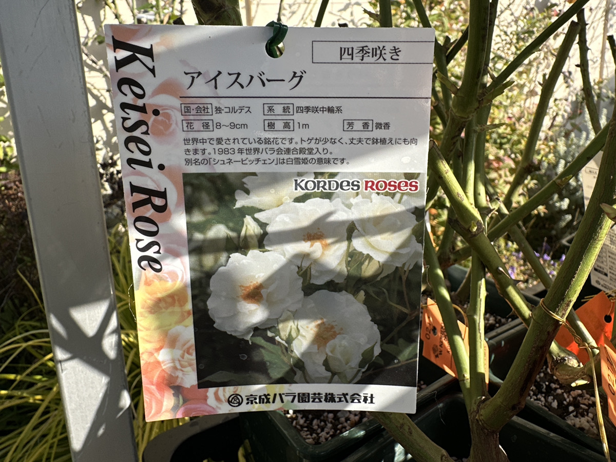 京成バラ大苗入荷！全80品種ご紹介！ | オザキフラワーパーク