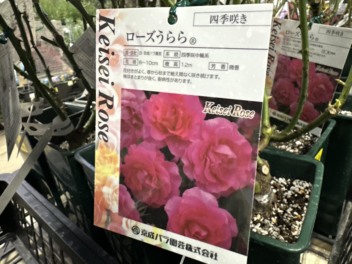 京成バラ大苗入荷！全80品種ご紹介！ | オザキフラワーパーク | オザキ