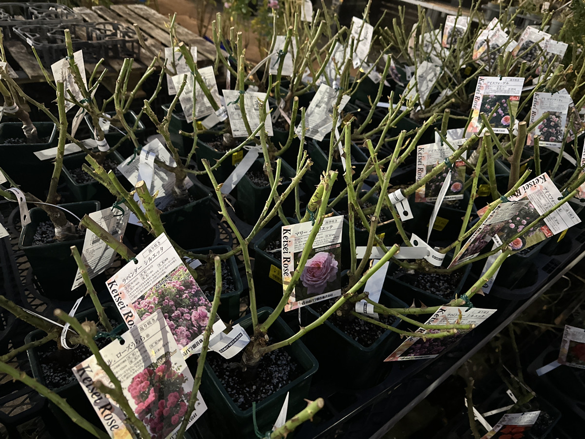 ヤングエース まとめ売り バラ売り 京成バラ大苗入荷！全80品種ご紹介！ | オザキフラワーパーク