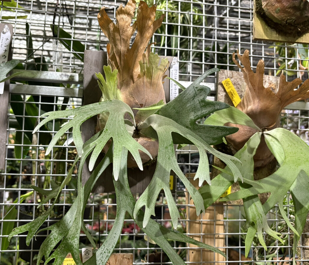 スタッフのオススメビカクシダ10選！ | オザキフラワーパーク