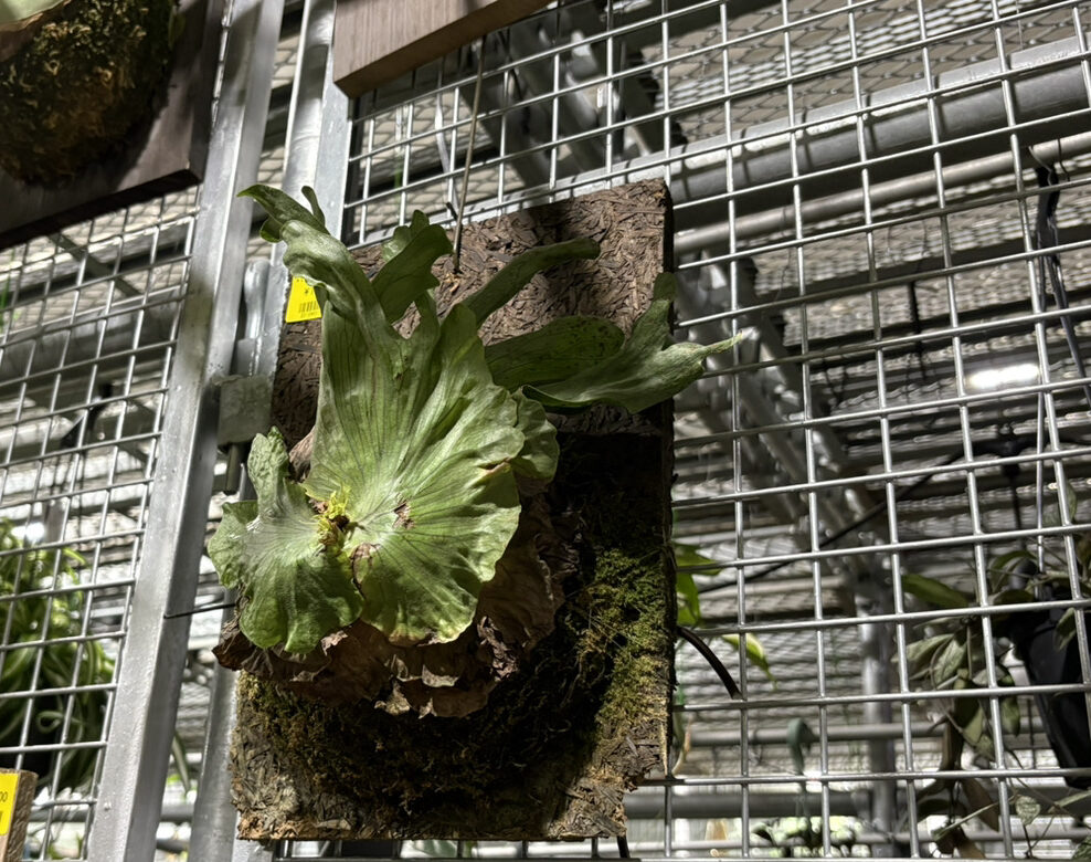 スタッフのオススメビカクシダ10選！ | オザキフラワーパーク