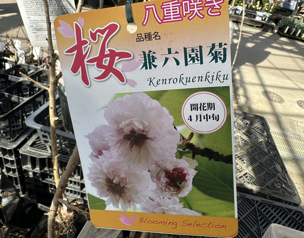 珍しい桜の苗木、入荷しました！ | オザキフラワーパーク | オザキ