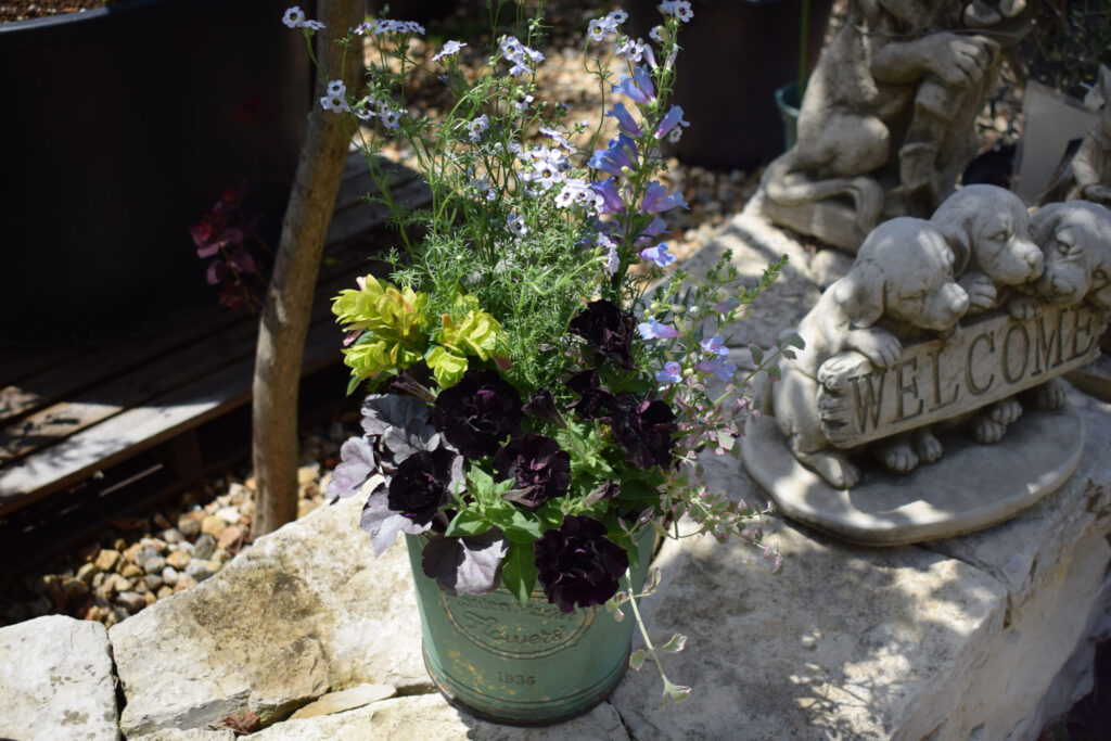 ブルーの寄せ植え