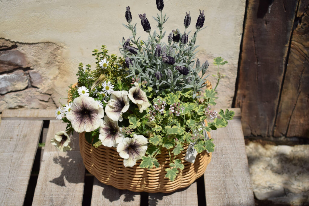 ナチュラル寄せ植え