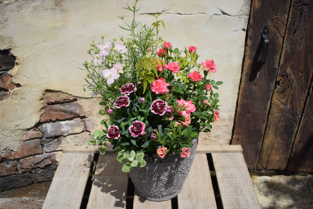 フェミニンな寄せ植え