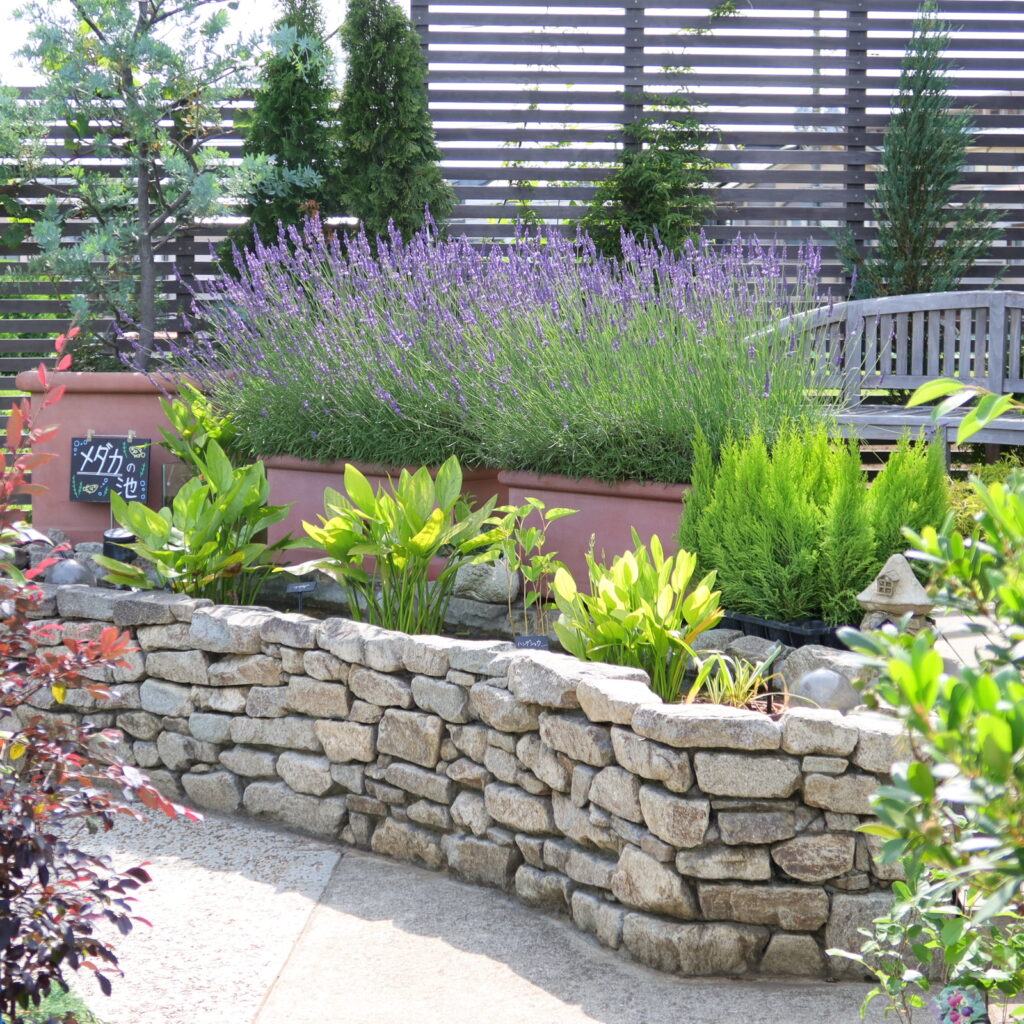 オザキのラベンダー