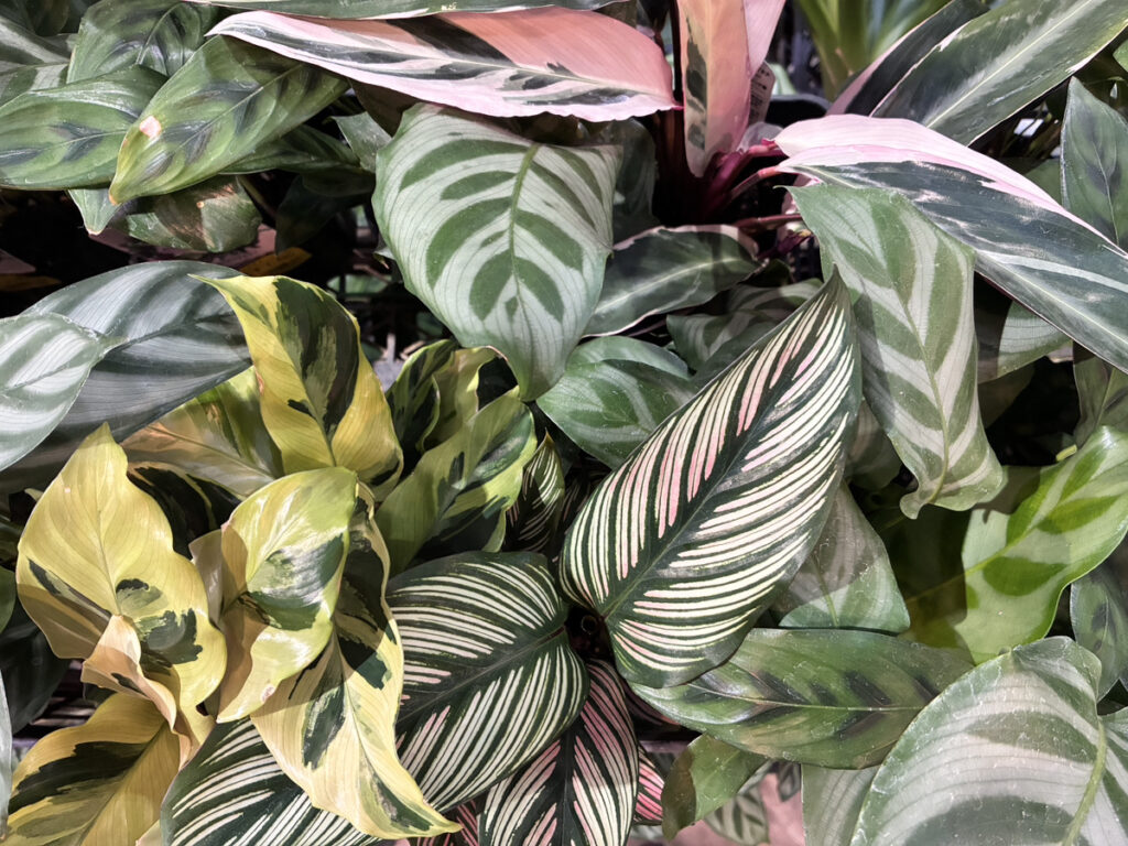 カラテアミックス