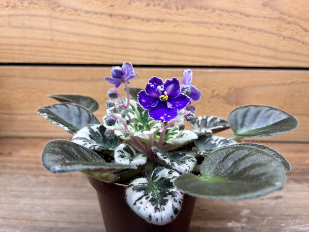 セントポーリア斑入り