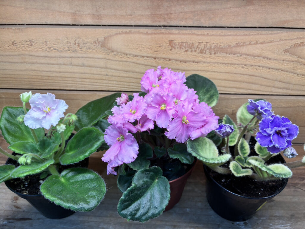 セントポーリア