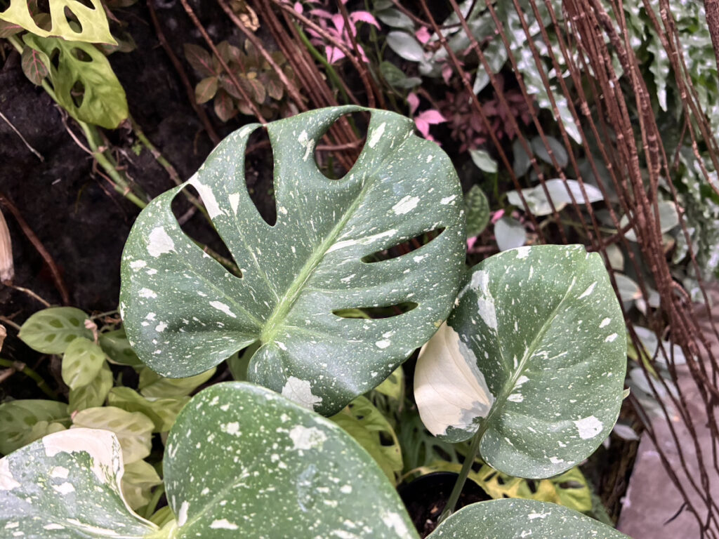 モンステラ斑入り