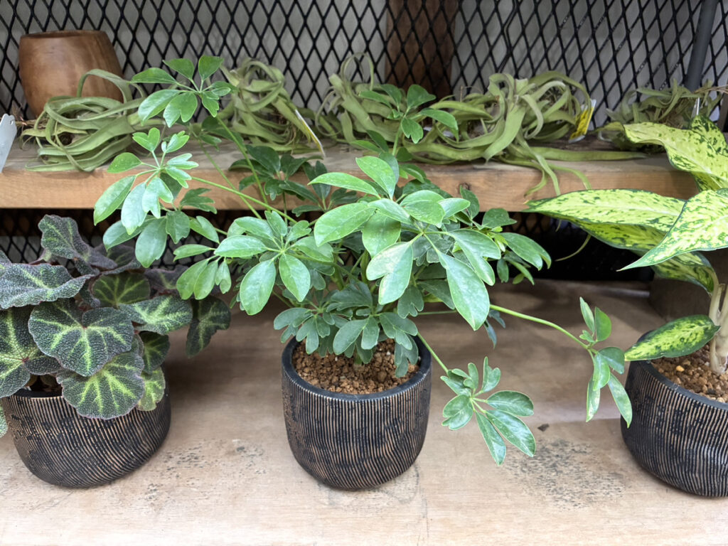 シェフレラテーブルサイズ