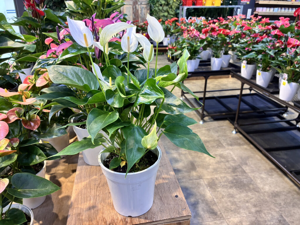 アンスリウム（ホワイト）