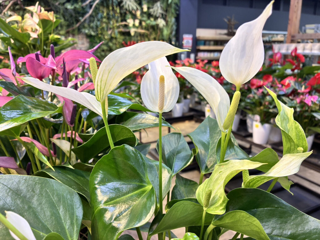 アンスリウムホワイト花