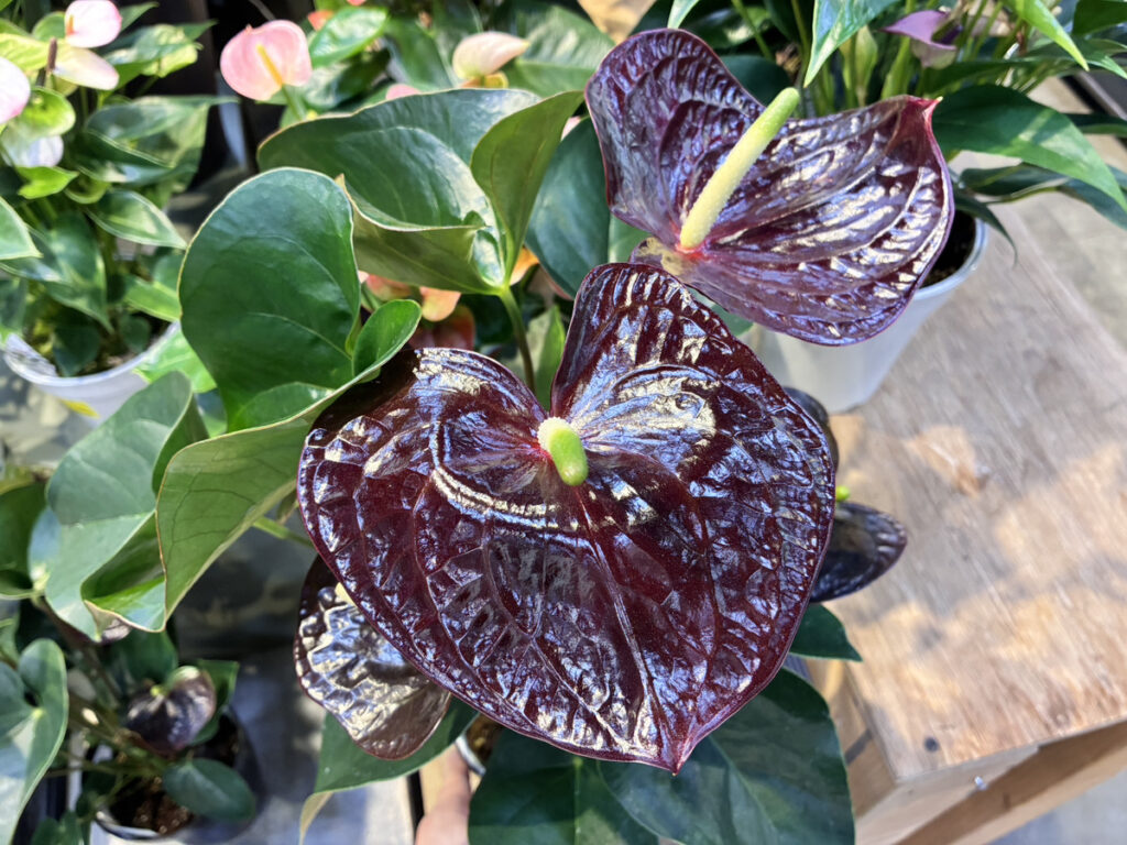 アンスリウムブラウン