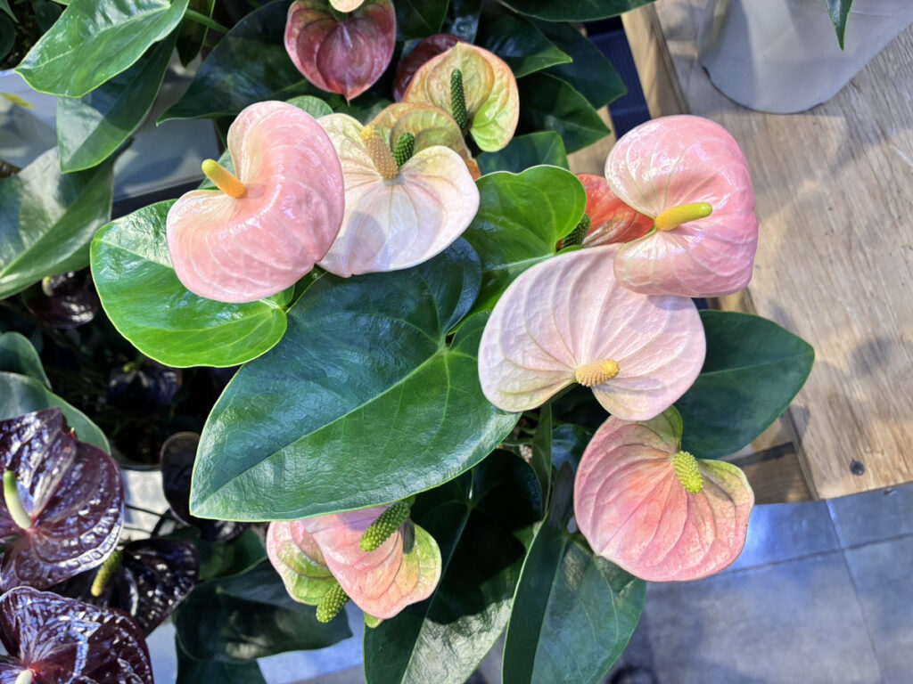 アンスリウム丸葉ピンク